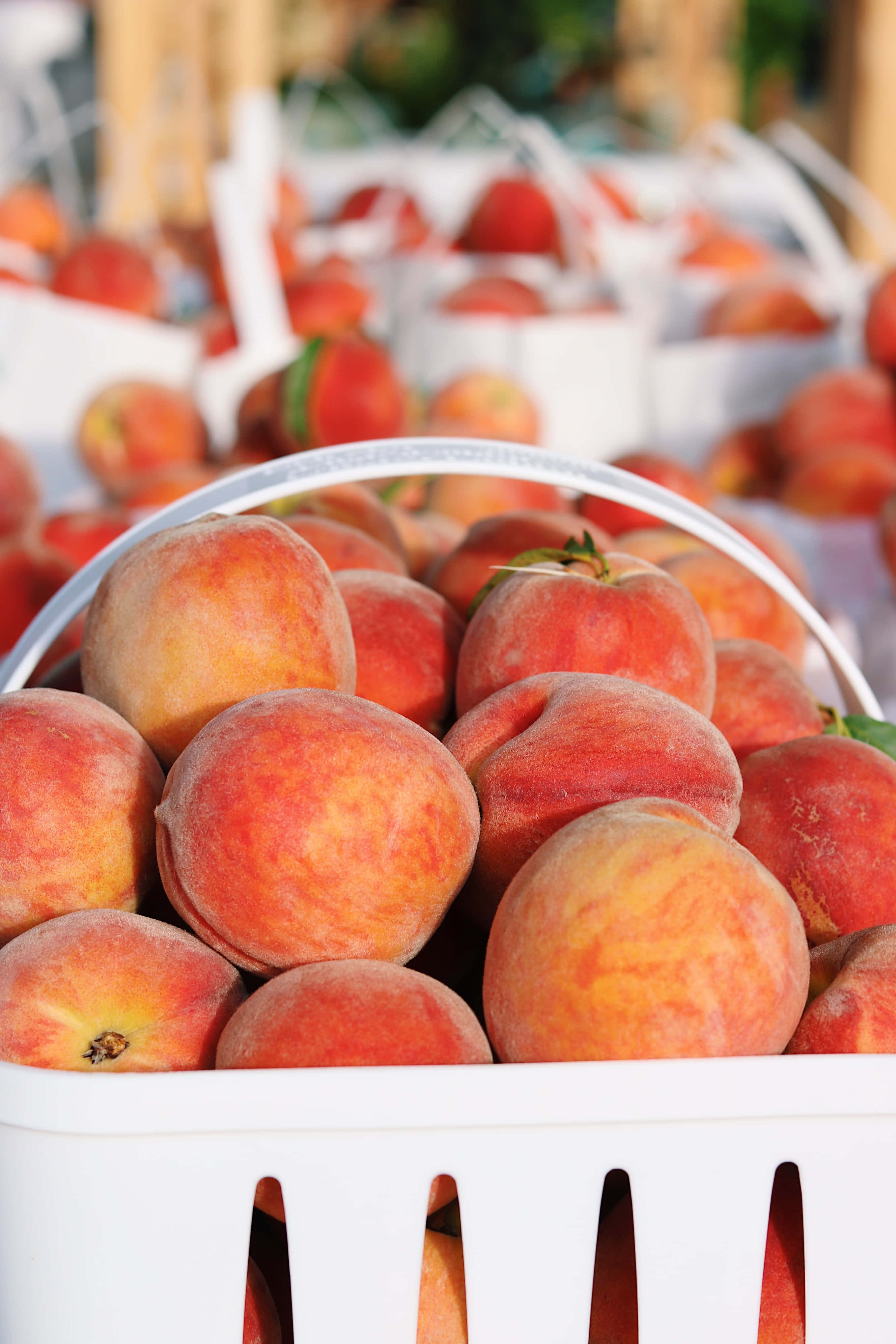 Peaches 桌布 壁紙 — 陽光明媚的戶外市場攤位上，白色籃子裡裝滿了成熟的水蜜桃的特寫。