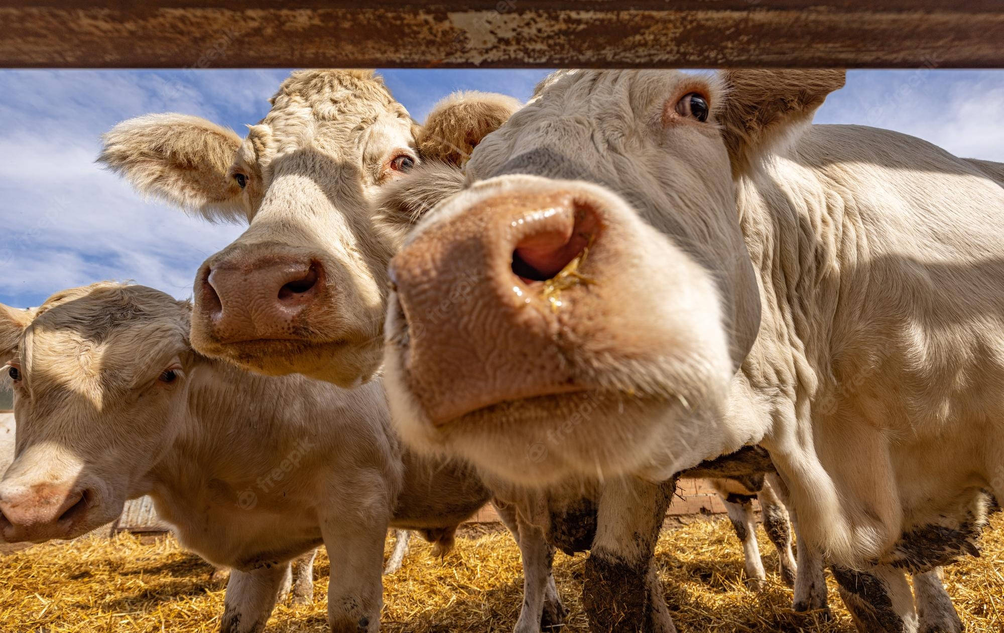 farm animals 桌布 壁紙 — 陽光明媚的日子裡，好奇的牛群透過木柵欄凝視鏡頭的特寫。