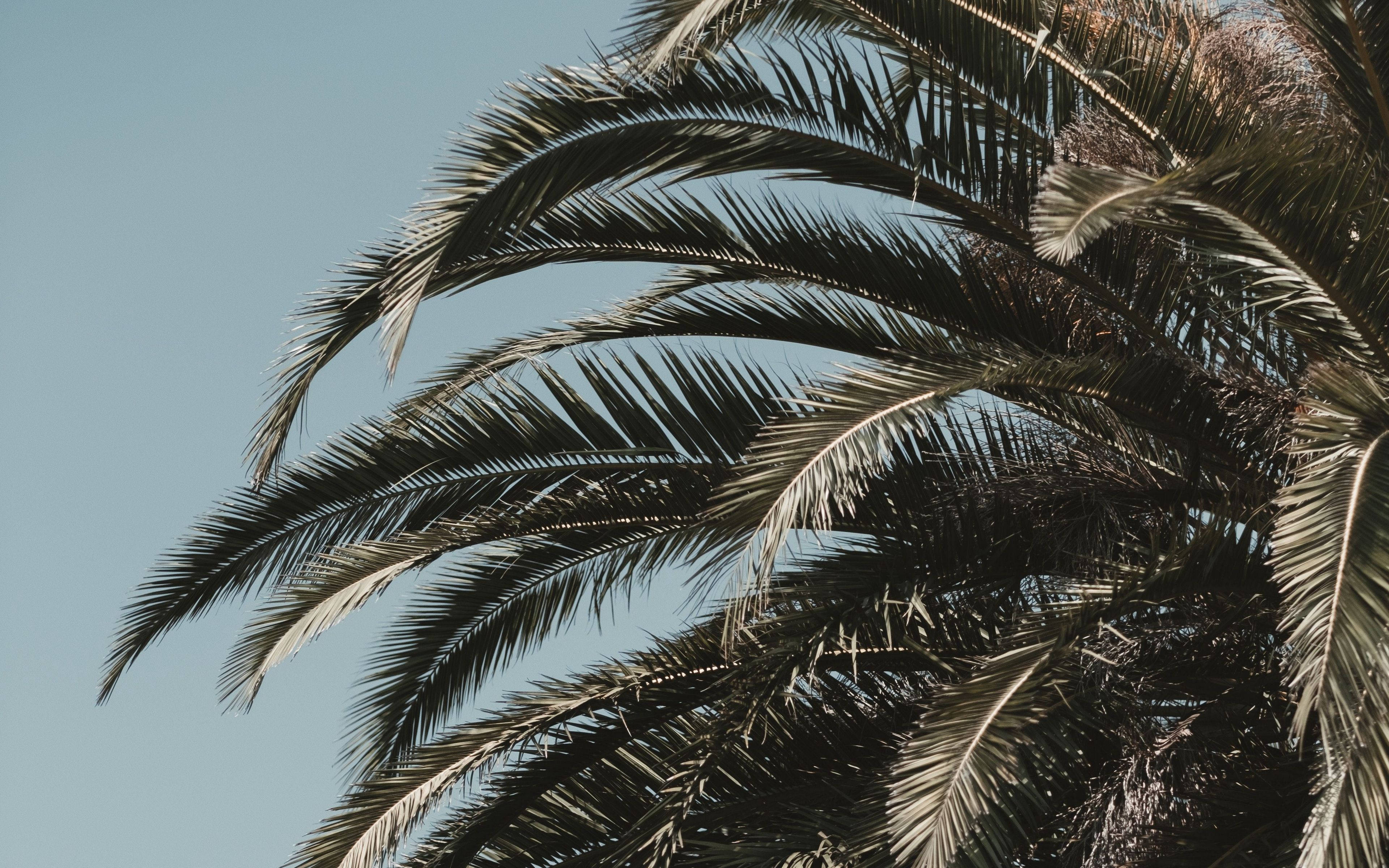 Palm 桌布 壁紙 — 陽光明媚的棕櫚葉在熱帶天堂中優雅地拱起，映襯著清澈的藍天。