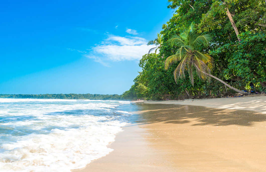 Jamaican Beach 桌布 壁紙 — 陽光明媚的熱帶海灘，碧綠的海浪拍打著金色沙灘，旁邊是茂密的綠色棕櫚樹，天空清澈湛藍。