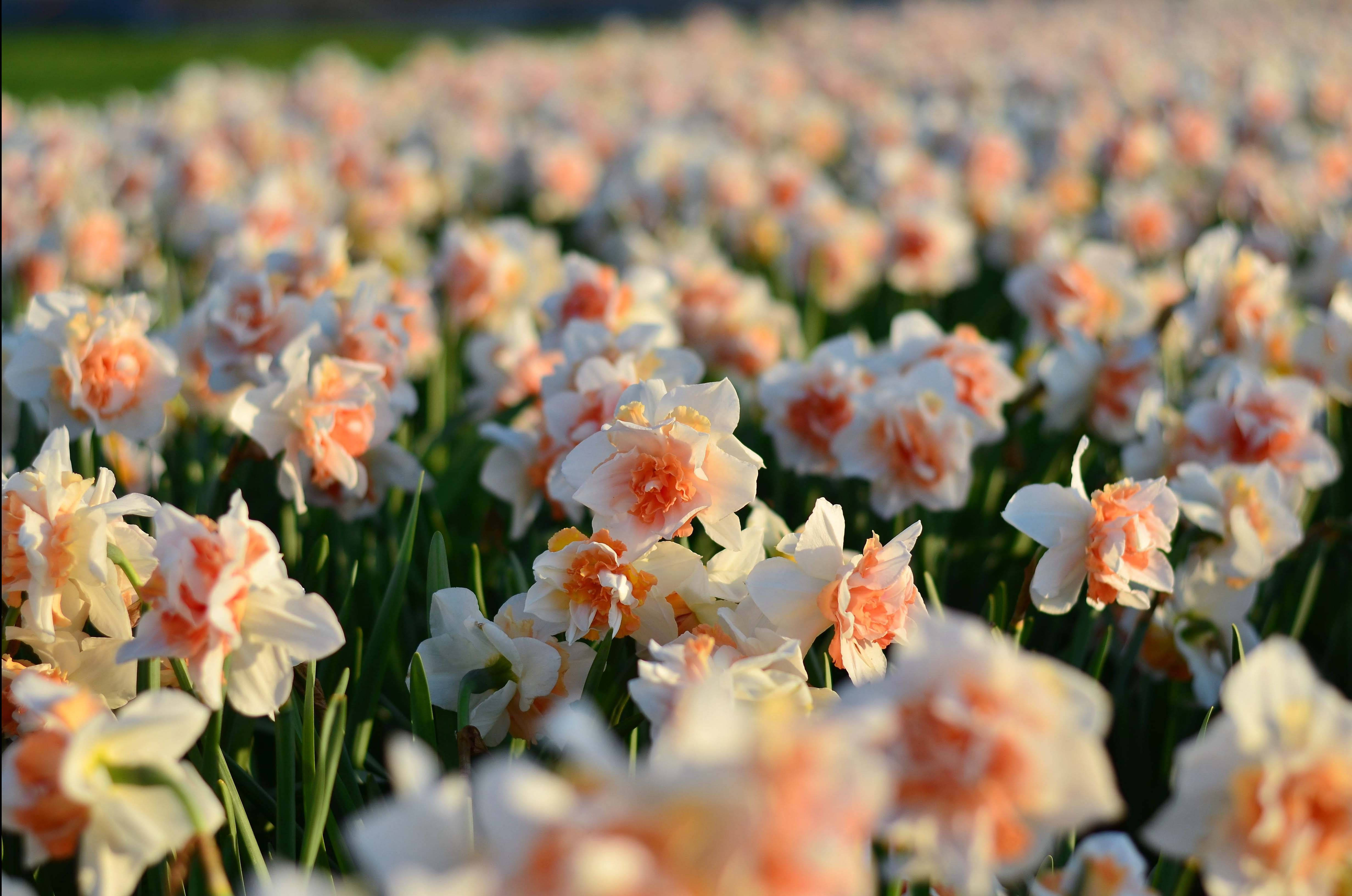 Narcissus 桌布 壁紙 — 陽光明媚的田野中，白色和蜜桃色的水仙花在柔和焦點下輕輕搖曳，帶有鮮綠色的莖。