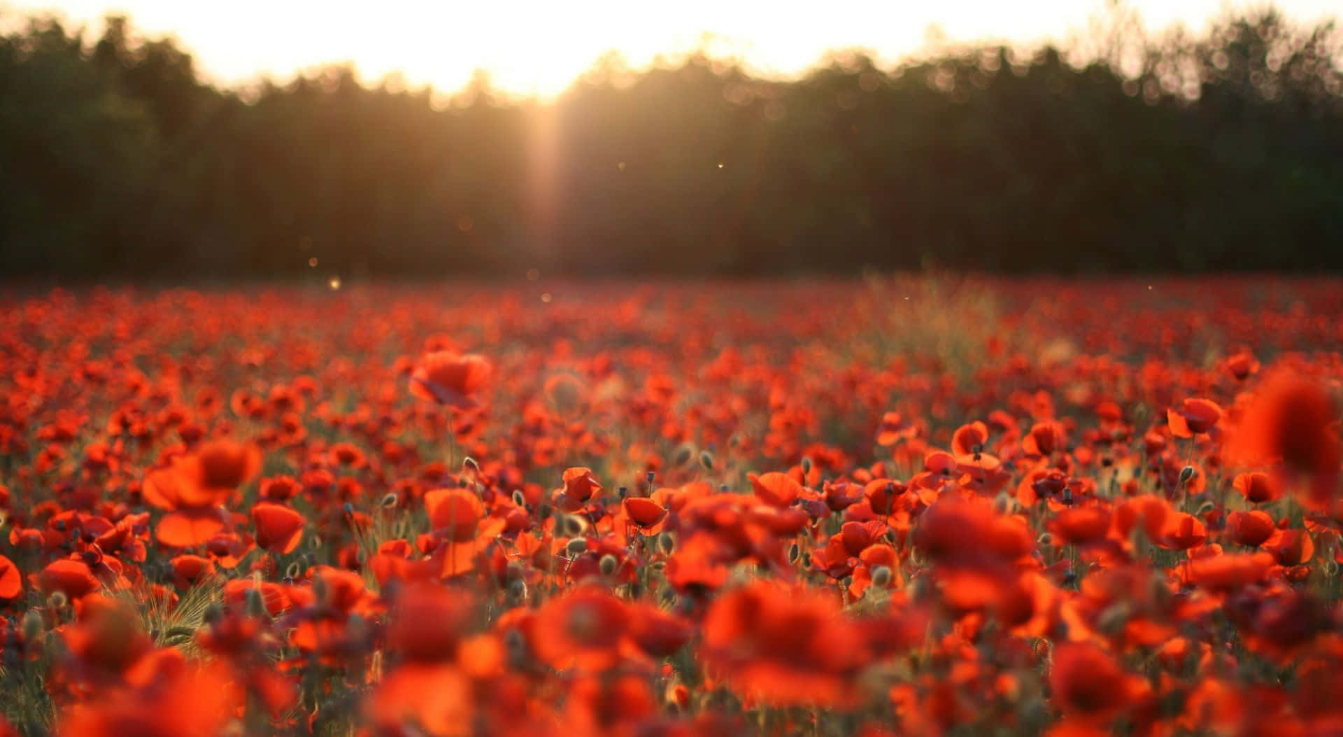 Poppy 桌布 壁紙 — 陽光明媚的田野中，鮮紅的罌粟花在黃金時刻向著黑暗的樹線延伸。