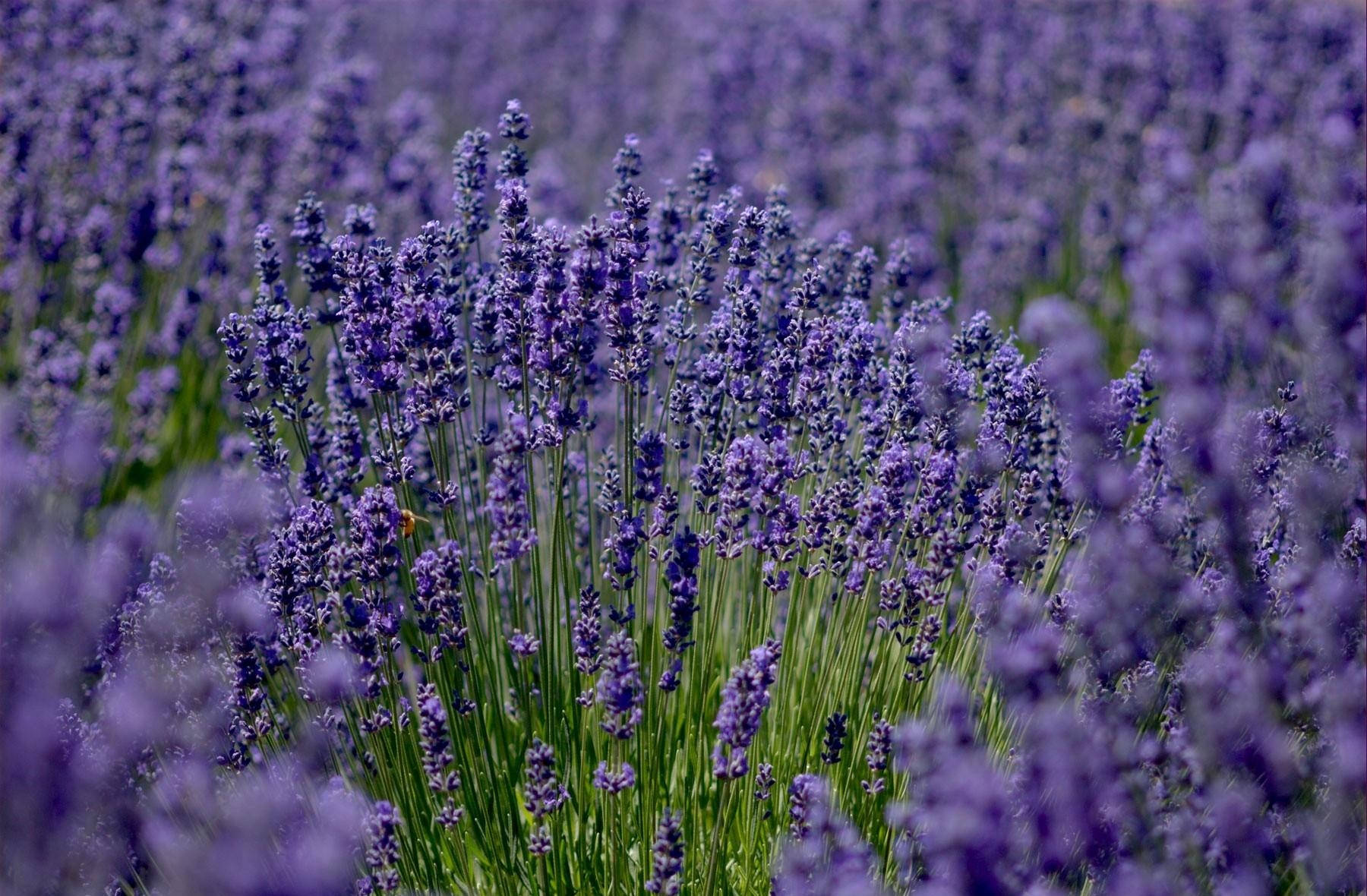 Lavender 桌布 壁紙 — 陽光明媚的田野裡盛開著鮮豔的紫色薰衣草，綠色的莖稈，一隻蜜蜂在花叢附近盤旋。