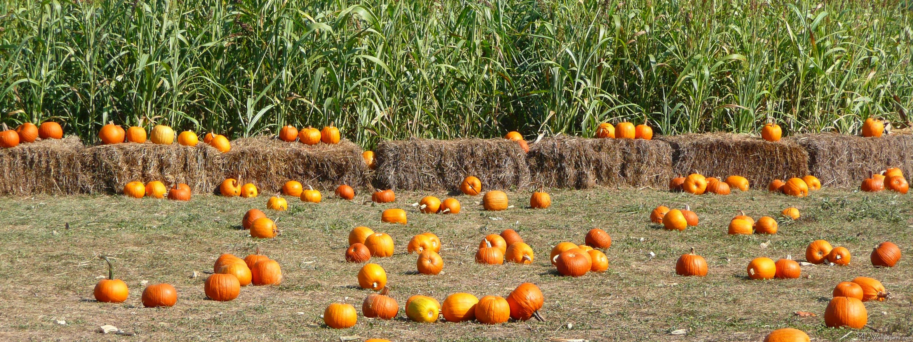 Fall Farm 桌布 壁紙 — 陽光明媚的秋天田野，散落著南瓜和乾草捆。