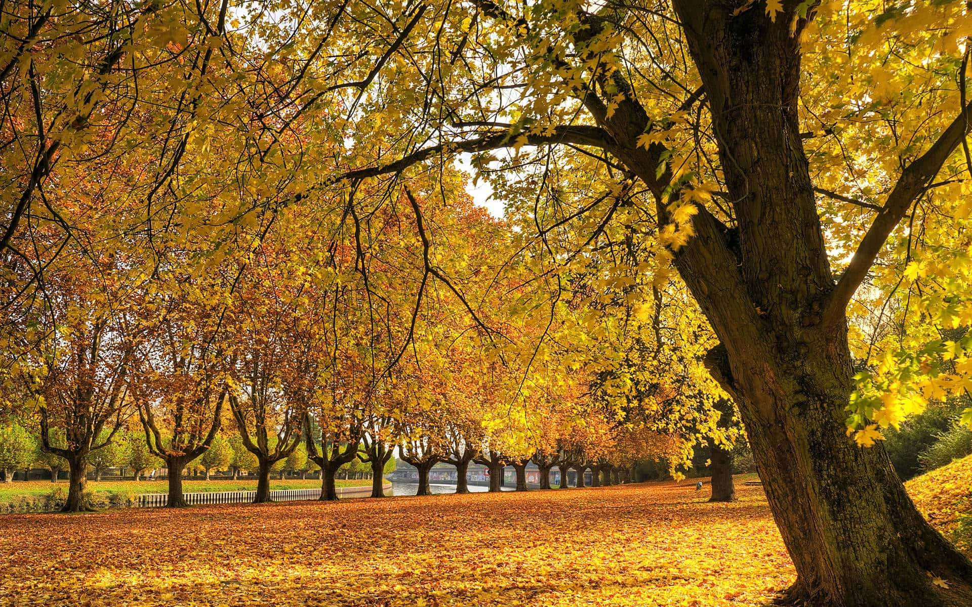 Fall Nature 桌布 壁紙 — 陽光明媚的秋日公園，金色楓樹形成樹冠，覆蓋在落葉地毯之上。