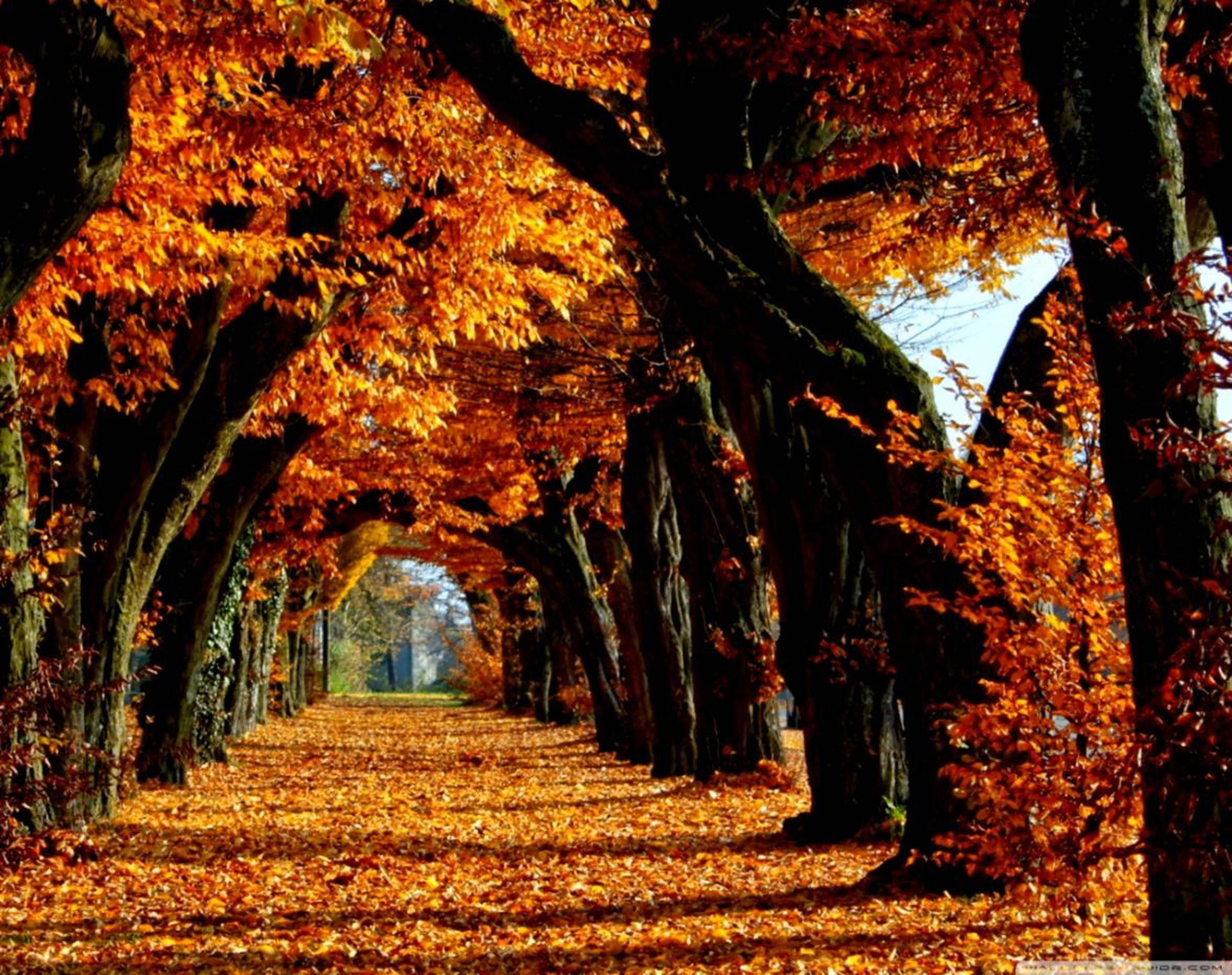 Weather 桌布 壁紙 — 陽光明媚的秋日樹木隧道，火紅的橙色樹葉在頭頂拱起，覆蓋著下面的小路。