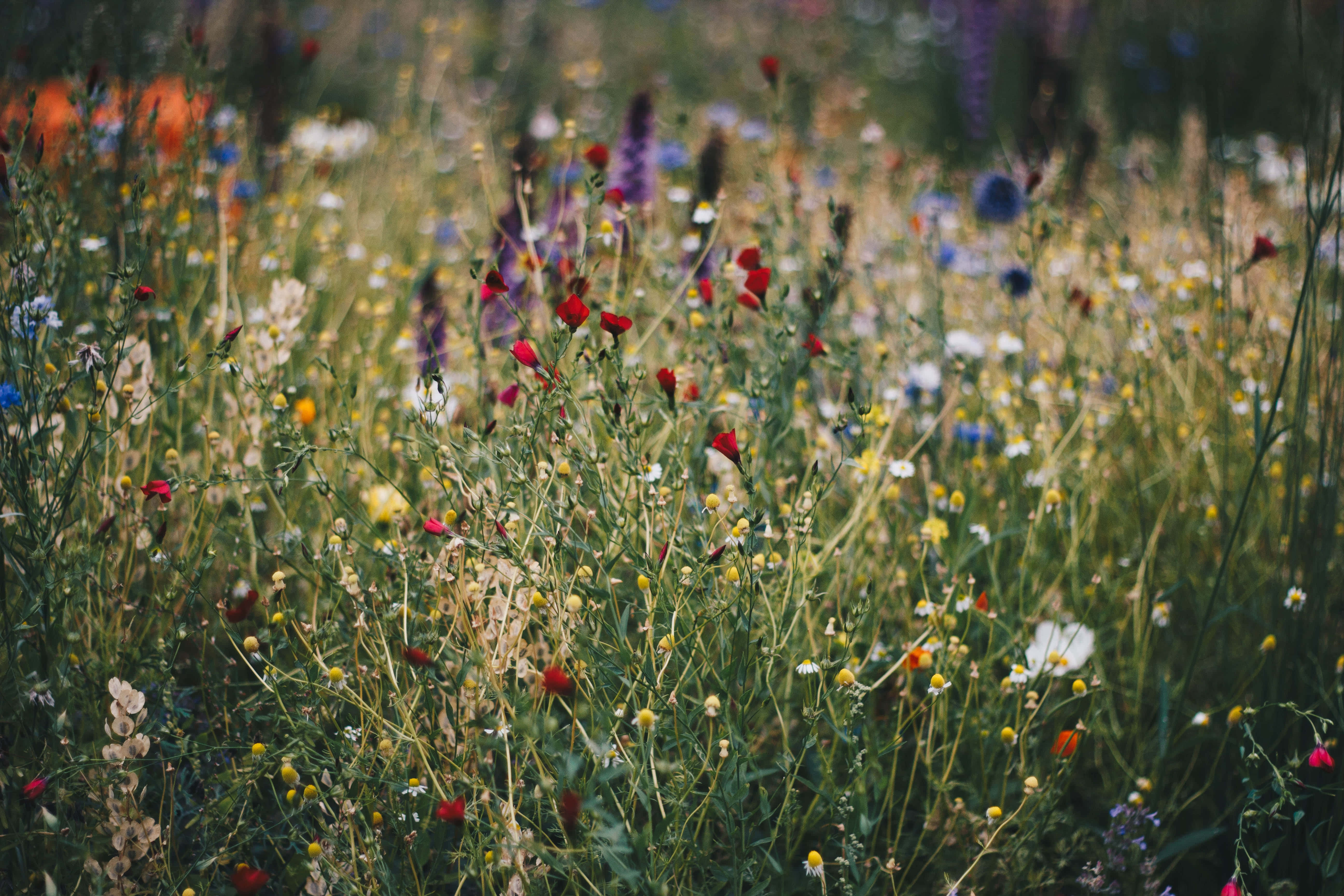 Wild Flower In Meadows 桌布 壁紙 — 陽光明媚的草地上，紅、黃、白、紫色的野花盛開，形成柔美夢幻的自然掛毯。