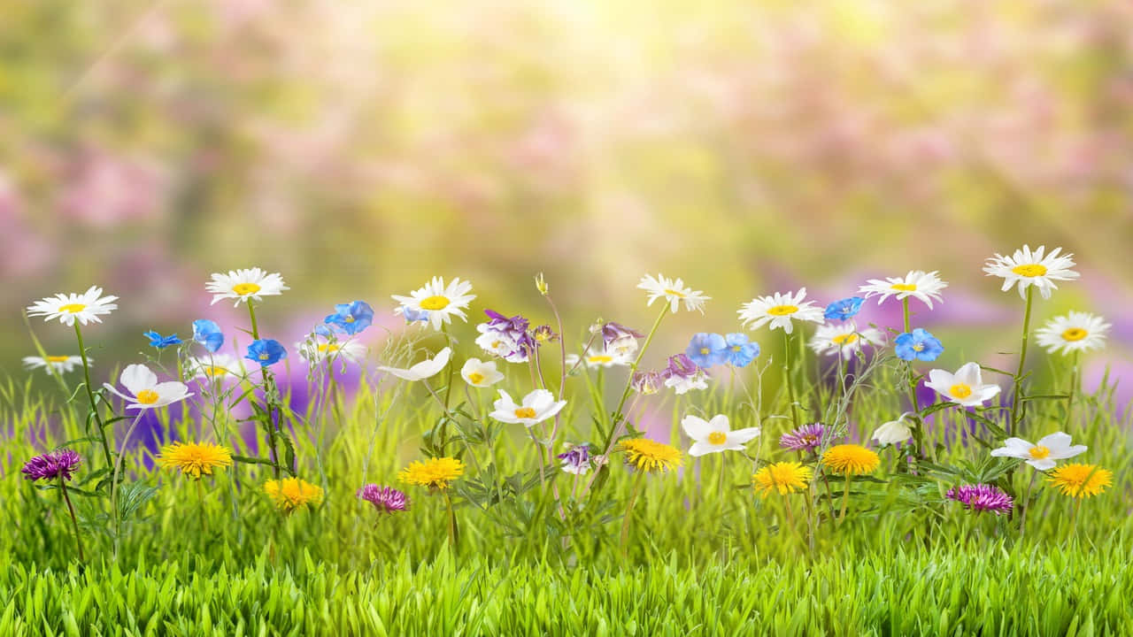 Flowers Aesthetic 桌布 壁紙 — 陽光明媚的草地上，雛菊和矢車菊等色彩繽紛的野花盛開，背景柔和模糊。