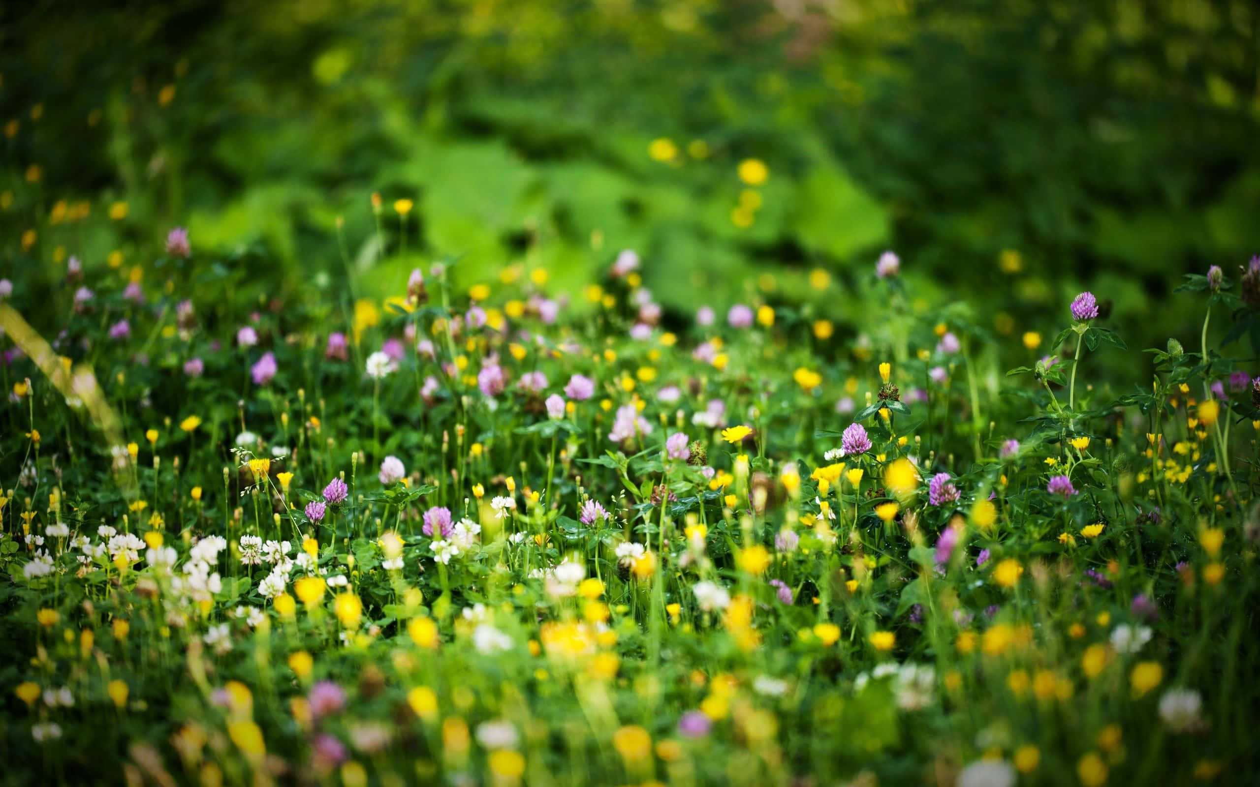 Spring Grass 桌布 壁紙 — 陽光明媚的草地上，鮮黃色的蒲公英和精緻的粉白色三葉草花朵在茂密的綠草中綻放。