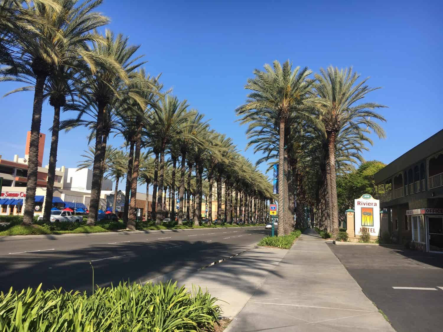 Palm Trees 桌布 壁紙 — 陽光明媚的街道，兩旁種滿高大的棕櫚樹，在晴朗的藍天下，樹影投射在路面和人行道上。