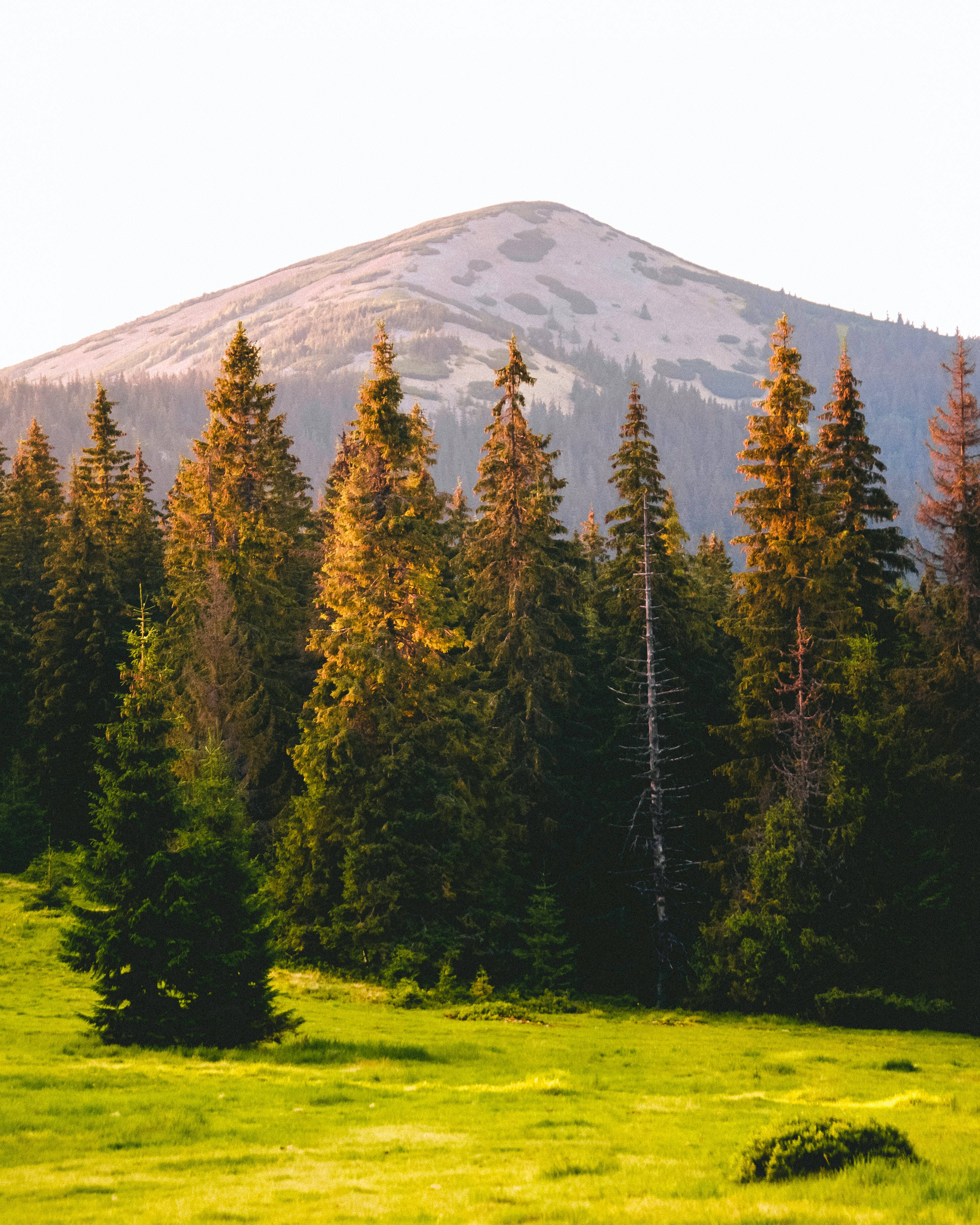 山景 桌布 壁紙 — 陽光普照的松樹矗立在充滿活力的綠色草地上，背後是白雪皚皚的山峰。