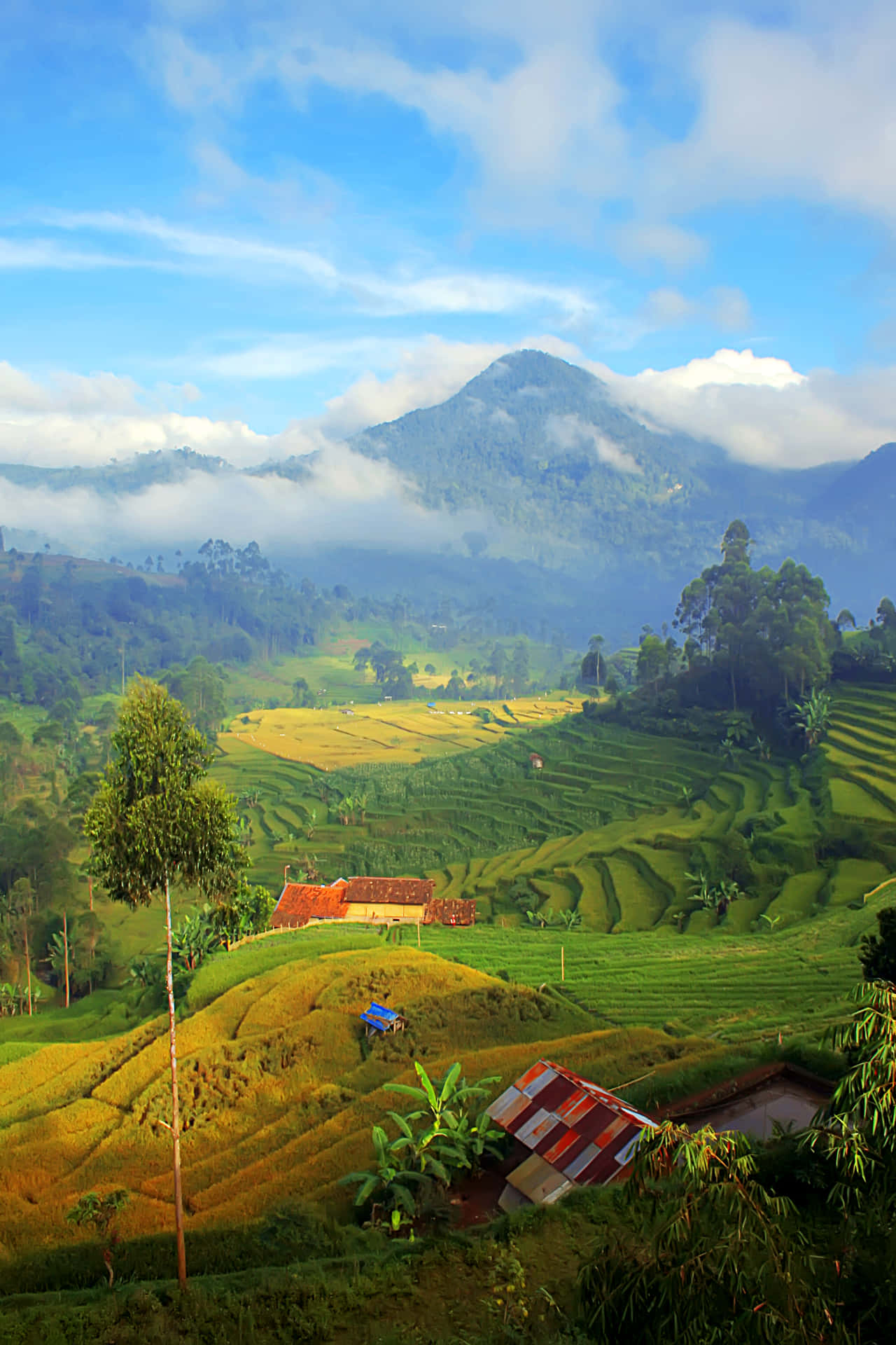 rice fields in the mountain valley 壁紙 — 陽光普照的梯田沿著翠綠的山丘層層疊疊，流向霧氣繚繞的山峰，天空湛藍明亮。