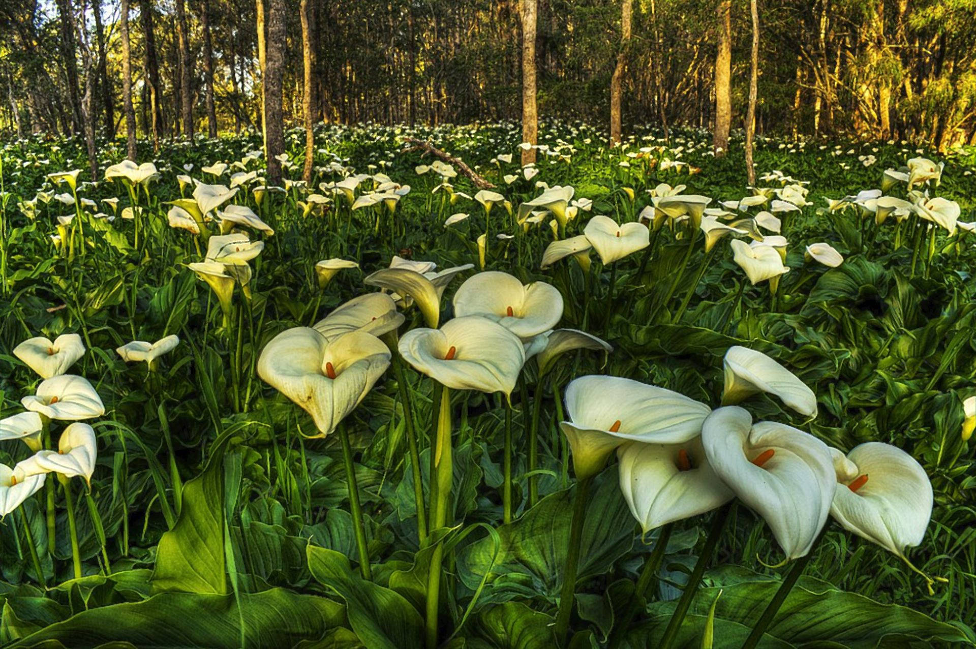 lily 桌布 壁紙 — 陽光普照的森林地面，在高大的樹木下鋪滿了白色的馬蹄蓮和茂密的綠葉。