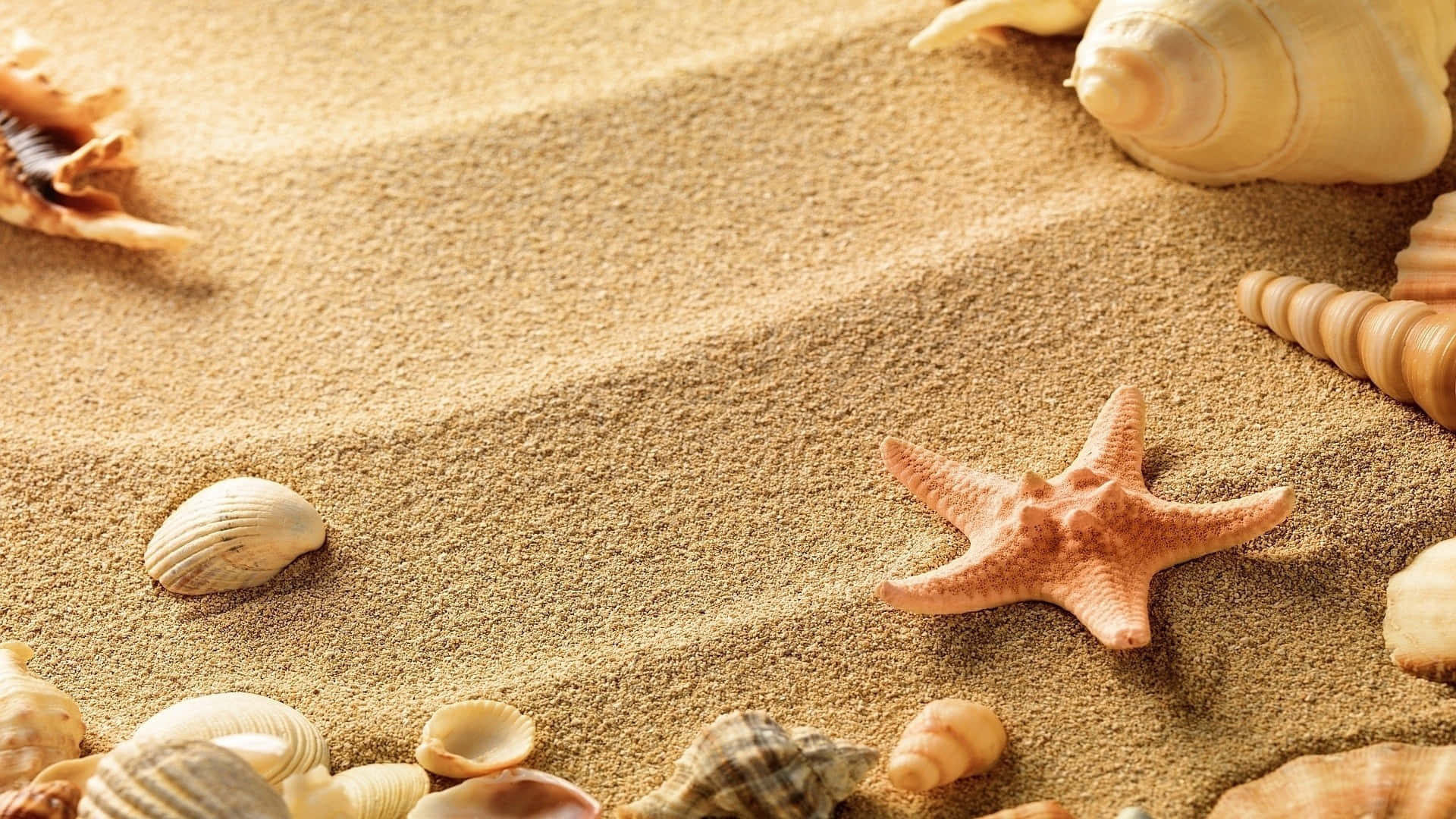 sand 桌布 壁紙 — 陽光普照的沙灘場景，金色沙灘上點綴著粉紅色海星和各式貝殼。