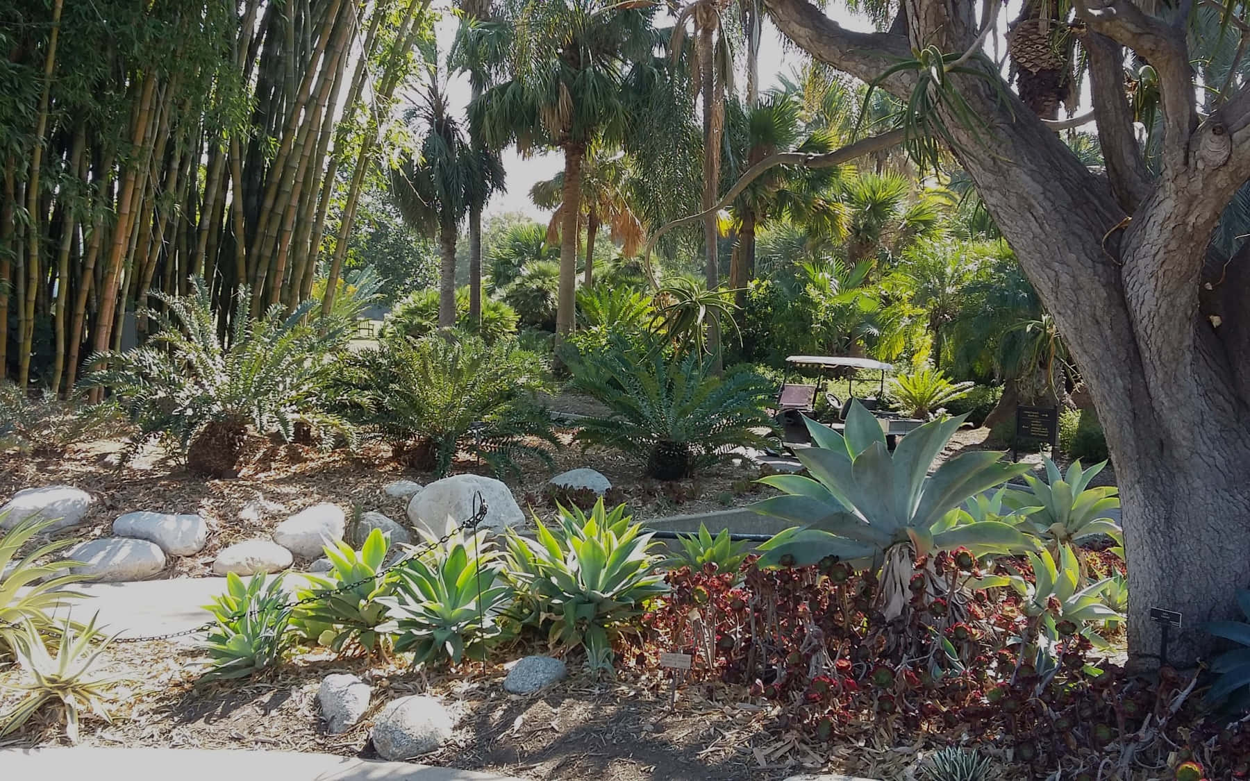 Botanical Garden 桌布 壁紙 — 陽光普照的熱帶花園，有棕櫚樹、竹子、岩石和多肉植物，在明亮的日光下。