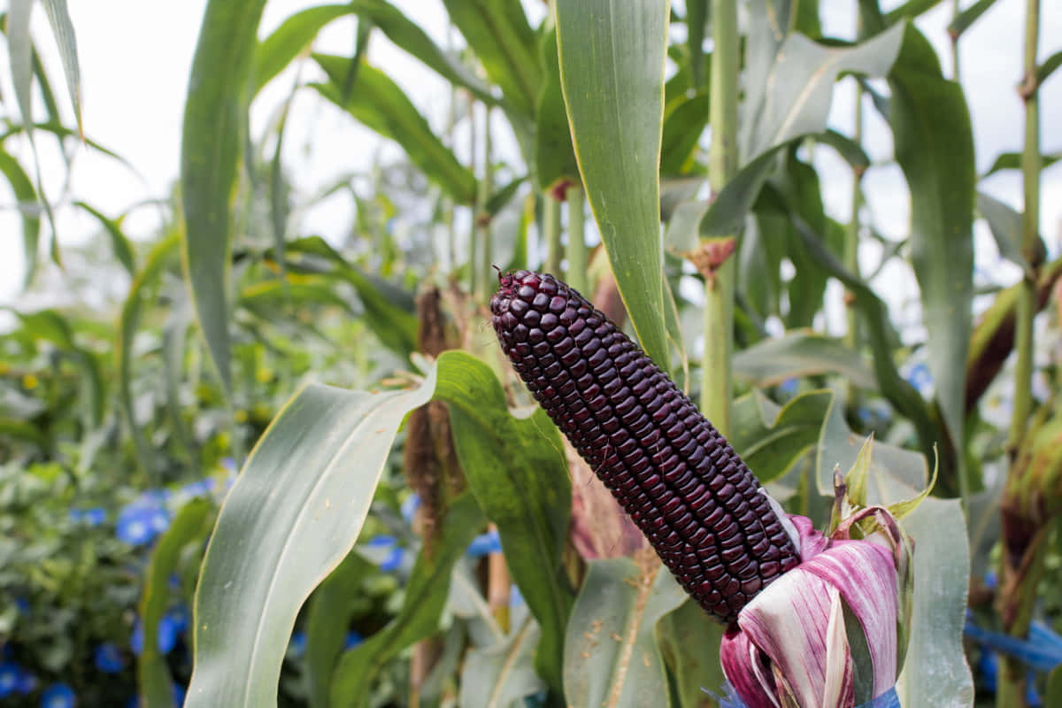 Purple Corn 桌布 壁紙 — 陽光普照的田野中，深紫色玉米芯依偎在鮮綠葉片之間的近距離特寫。
