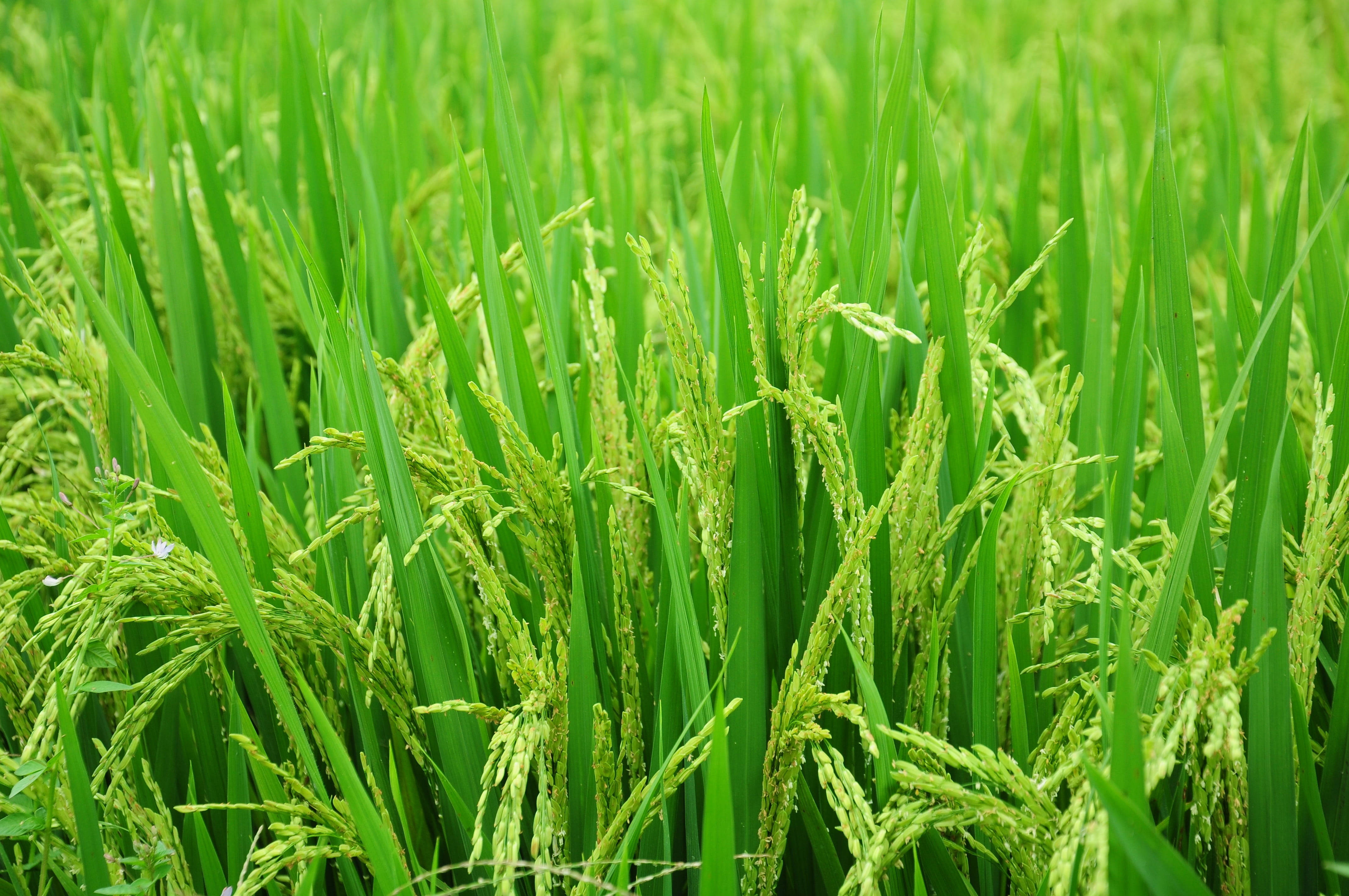 Plant Aesthetic 桌布 壁紙 — 陽光普照的田野中，茂盛的綠色水稻帶著金色種子頭輕輕搖曳的特寫。