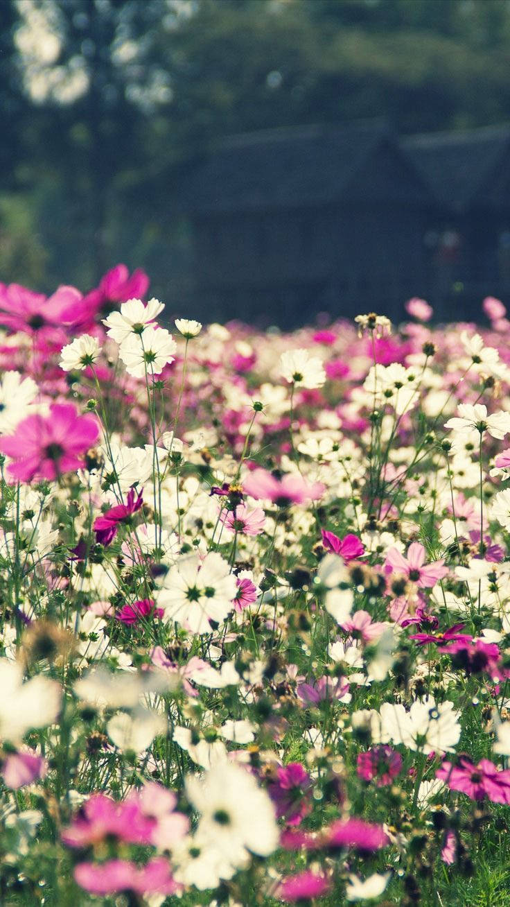 花卉 桌布 壁紙 — 陽光普照的粉白色波斯菊田野，柔軟的綠色莖幹和模糊的背景樹木輕輕搖曳。