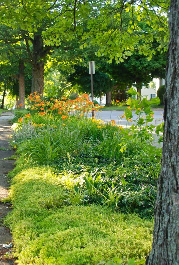 Tulip Tree 桌布 壁紙 — 陽光普照的花園小徑，兩旁種滿茂密的綠色植物和鮮豔的橙色花朵，上方是斑駁的樹冠。