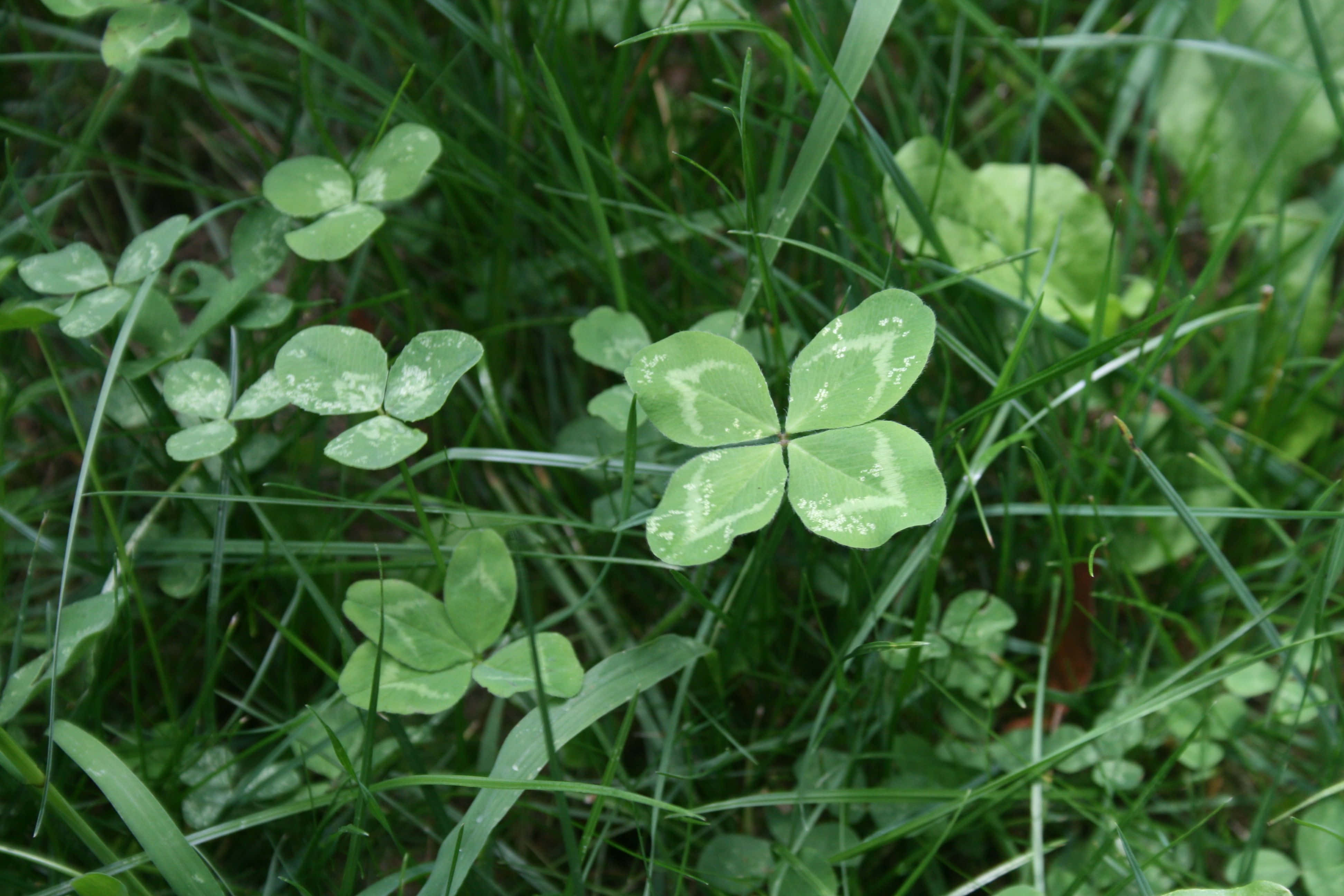 Four Leaf Clover 桌布 壁紙 — 陽光普照的草地上，高大草叢中鮮綠色四葉草的近距離特寫。