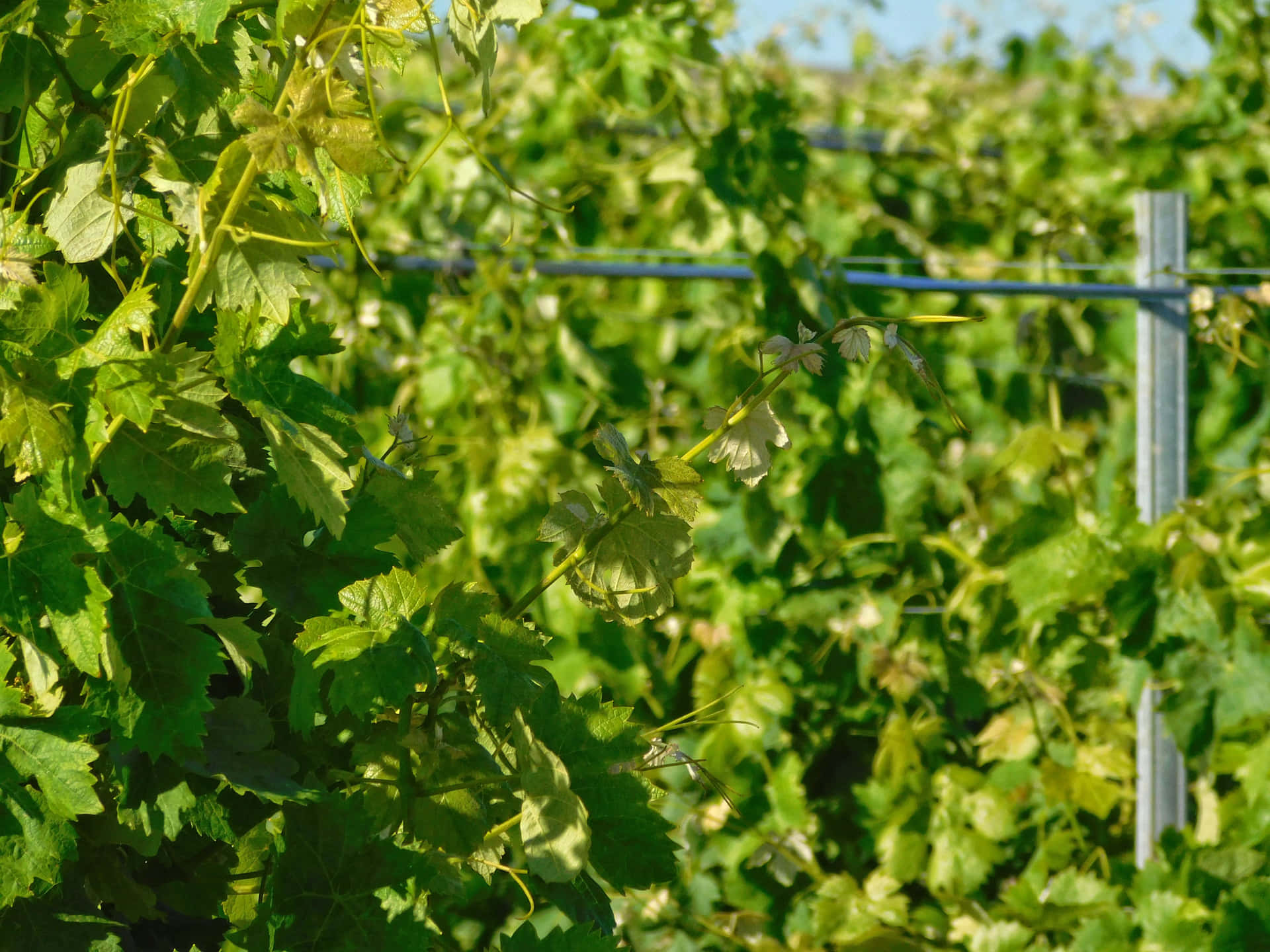 Vine leaves 壁紙 — 陽光普照的葡萄藤，長滿茂盛的綠葉和精緻的白花，攀爬在充滿活力的葡萄園的金屬棚架上。