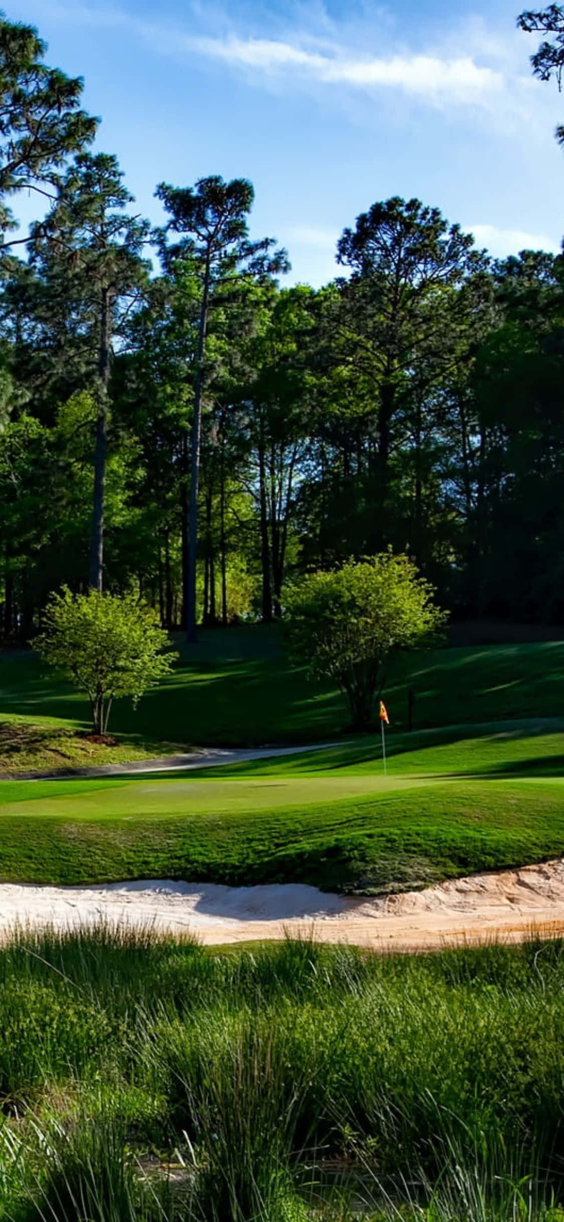 iPhone X Golf Course 桌布 壁紙 — 陽光普照的高爾夫果嶺，隱藏在高大的松樹之間，前景有一個沙坑。