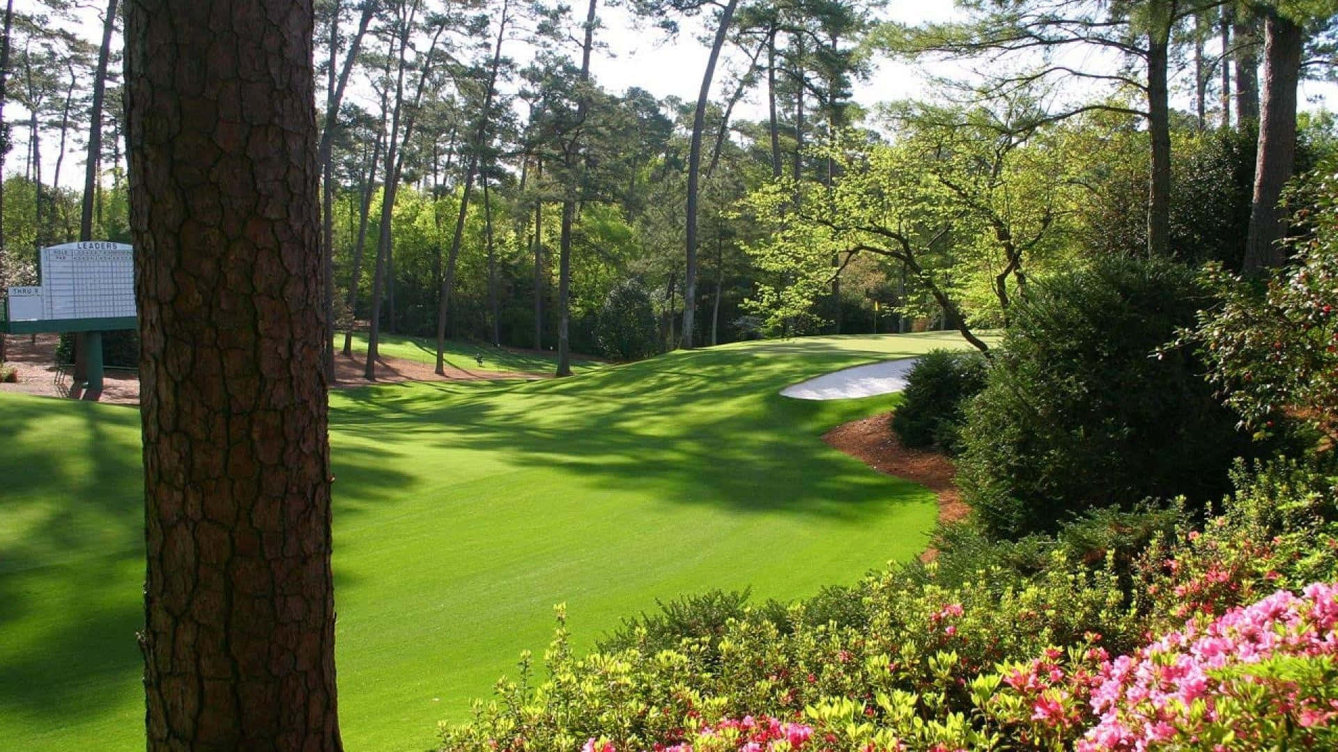 Augusta National iPhone 桌布 壁紙 — 陽光普照的高爾夫球場球道蜿蜒穿過高大的松樹和充滿活力的粉紅色開花灌木叢。
