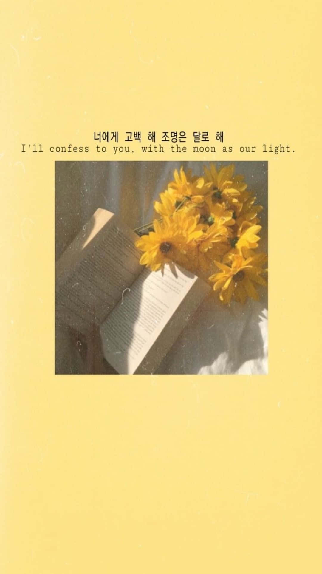 向日葵 桌布 壁紙 — 陽光普照的黃色向日葵放在一本打開的書上，書本置於柔軟的表面，溫暖的金色光線穿透而過。