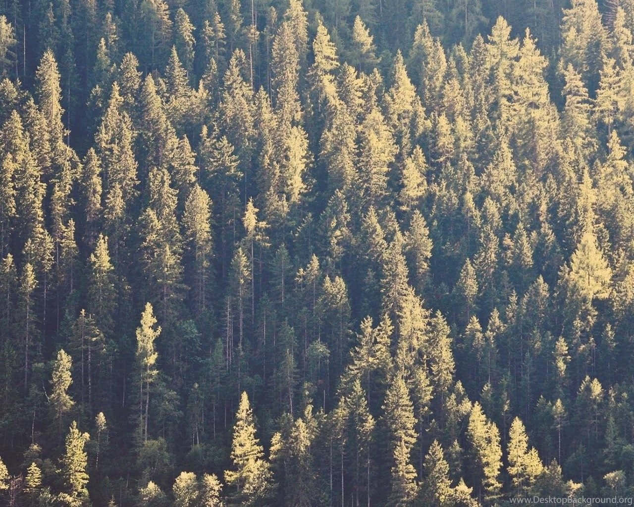 Pine Tree 桌布 壁紙 — 陽光沐浴著一片茂密的高大松樹林，呈現出金色色調，與深綠色的陰影形成對比。