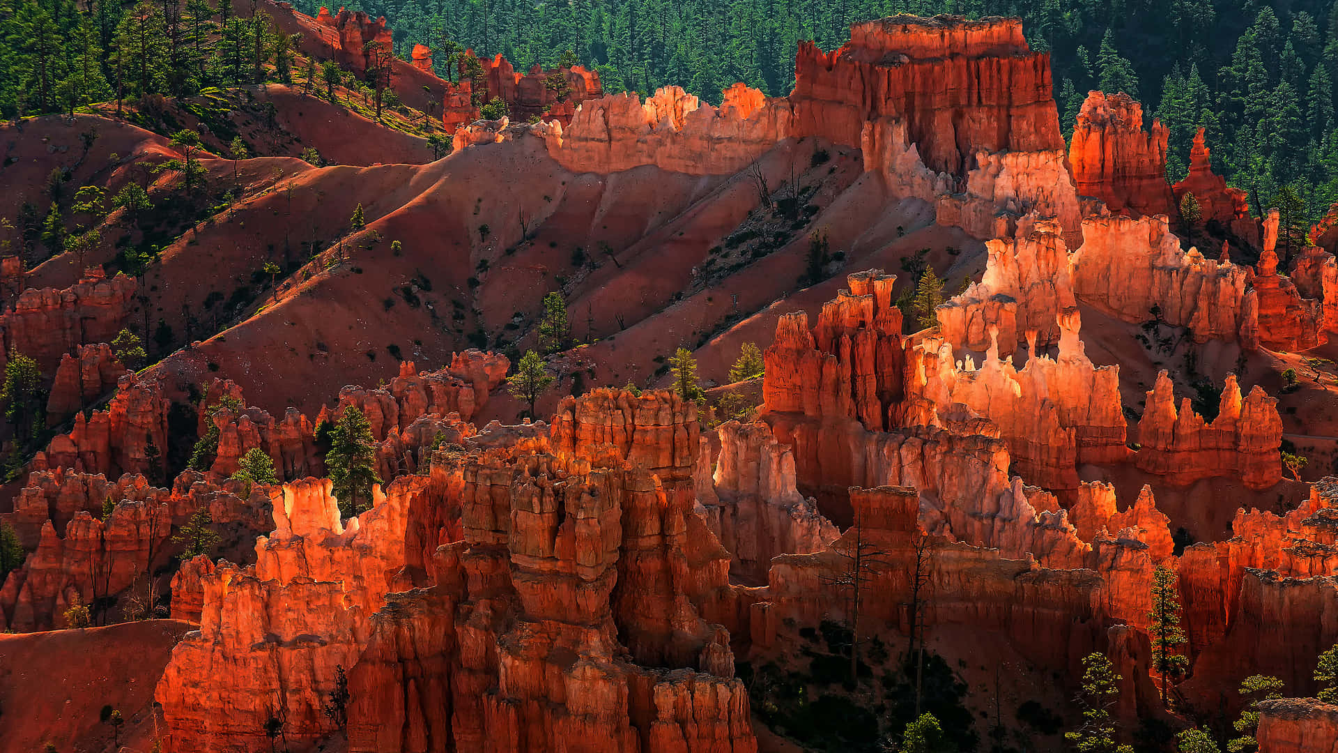 National Parks 桌布 壁紙 — 陽光沐浴著高聳的橙色岩柱，點綴著常綠樹木的戲劇性峽谷景觀。