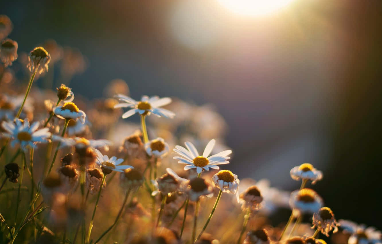 Best Flowers 桌布 壁紙 — 陽光溫暖地照耀著一片雛菊田，帶有柔和散景和金色逆光。