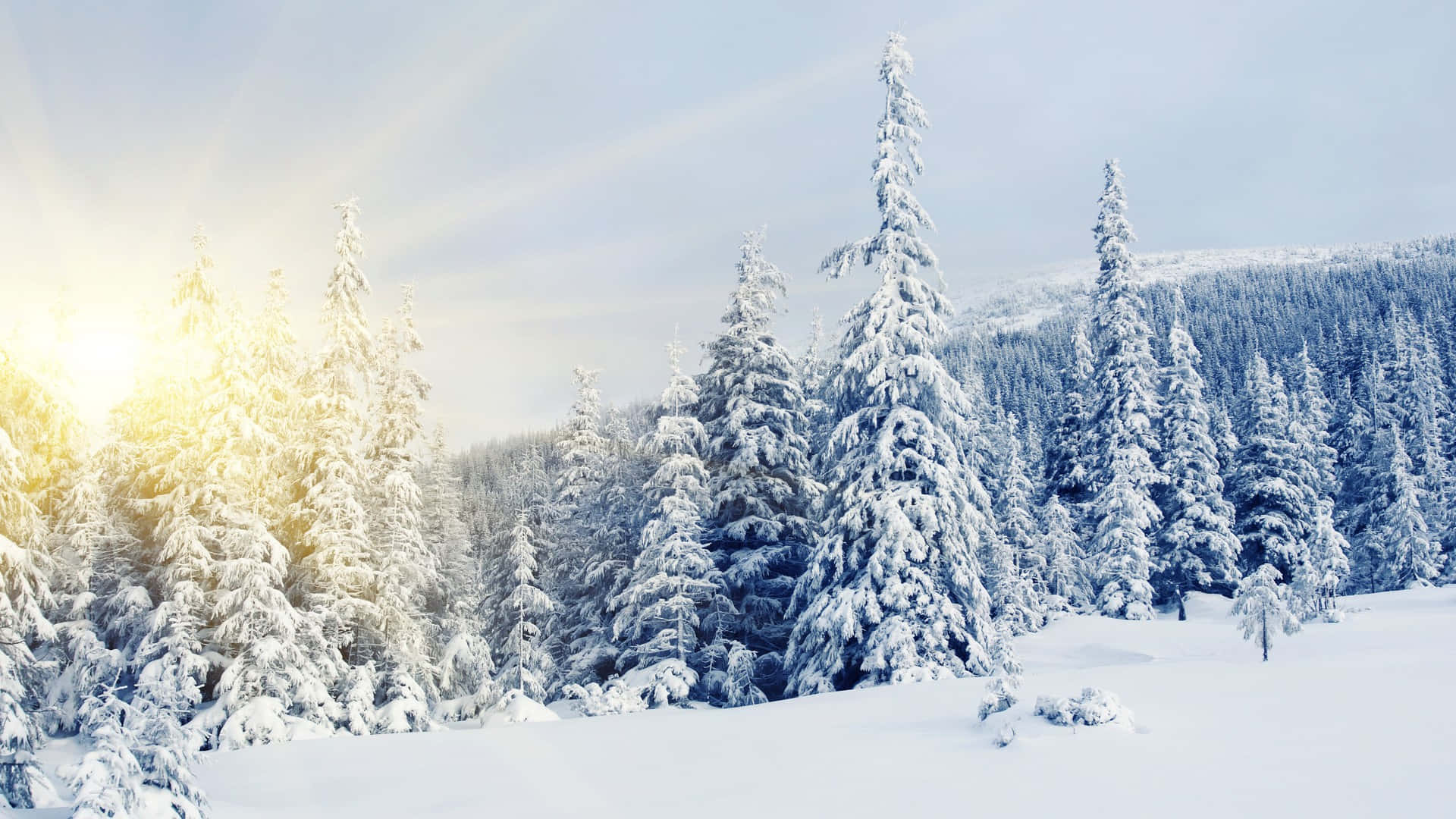 Beautiful Winter 桌布 壁紙 — 陽光溫暖地穿過積雪的松樹，照耀在淡藍色天空下寧靜的冬季森林中。
