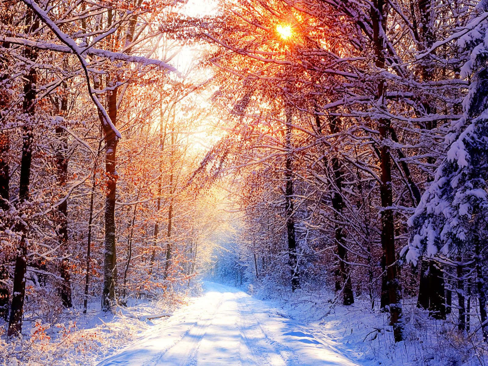 Winter Forest 桌布 壁紙 — 陽光溫暖地穿過積雪的樹木，映襯出一條寧靜的冬日小徑。