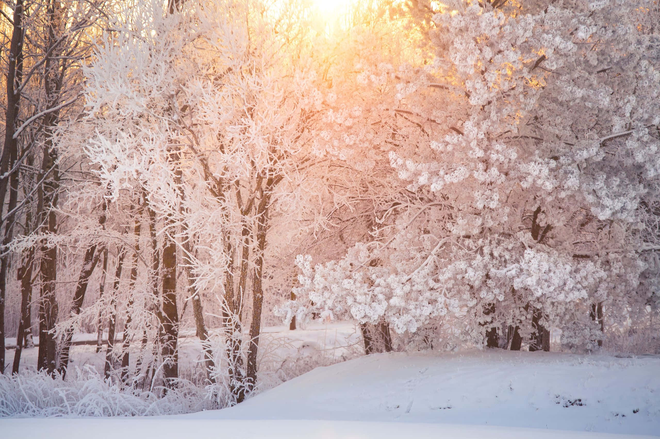 2560x1704 桌布 壁紙 — 陽光溫暖地穿過結霜的樹木，照射在白雪覆蓋的寧靜冬日森林中。