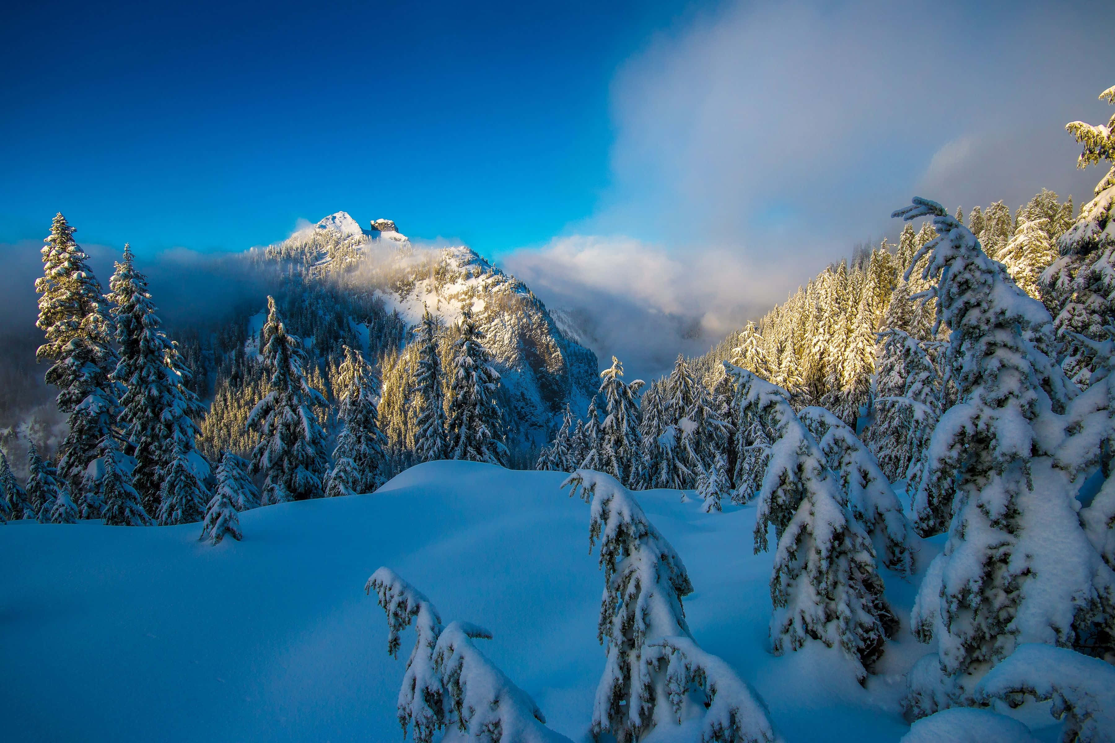 Winter Forest 桌布 壁紙 — 陽光灑落在積雪的常綠樹和山頂上，在深藍色的天空下呈現出清晰的冬日光線。