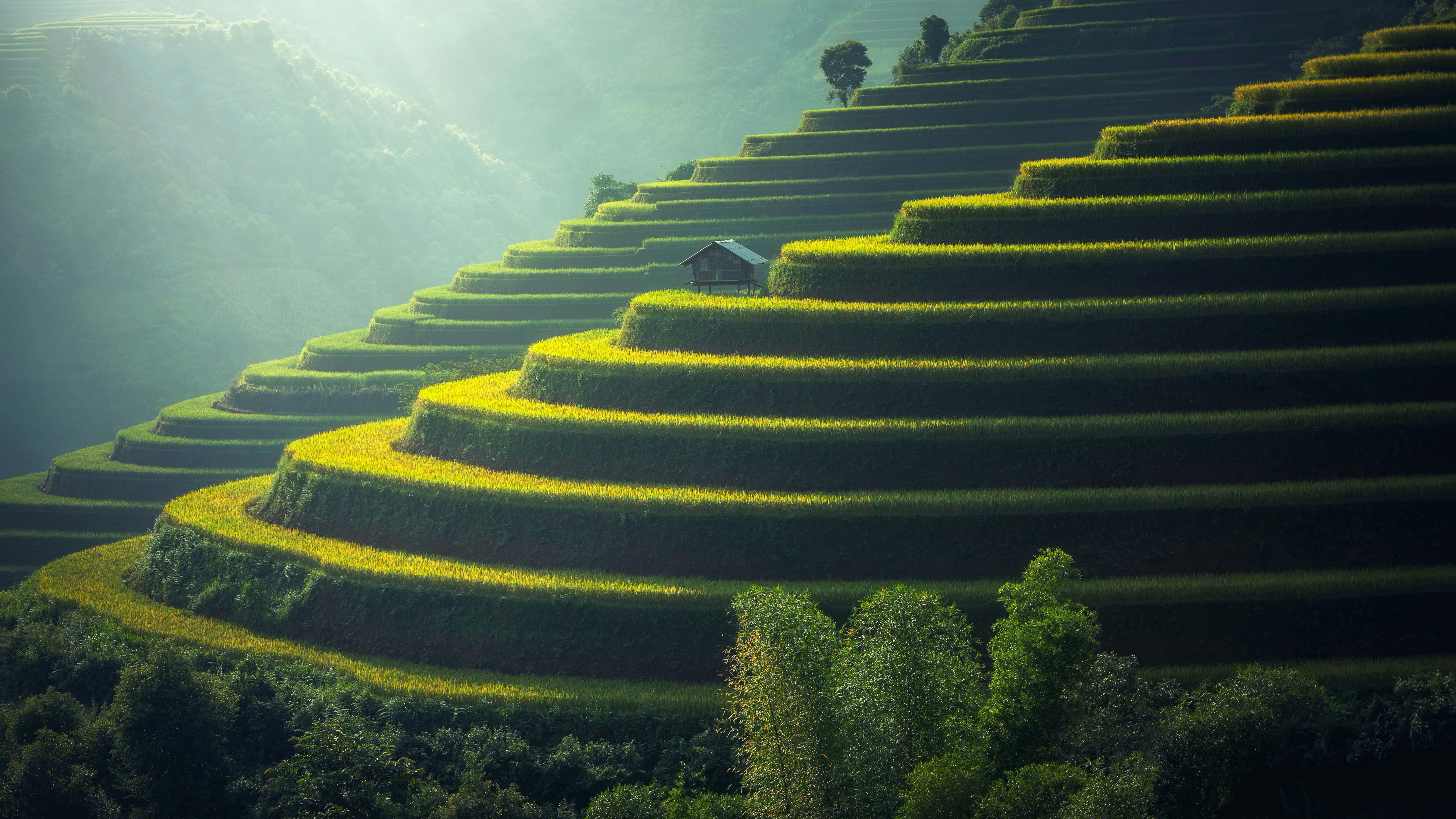 Greenery 桌布 壁紙 — 陽光灑落在翠綠和金黃色的梯田上，梯田蜿蜒而上，穿過霧氣繚繞的山坡，一間孤獨的小屋隱藏在曲線之間。