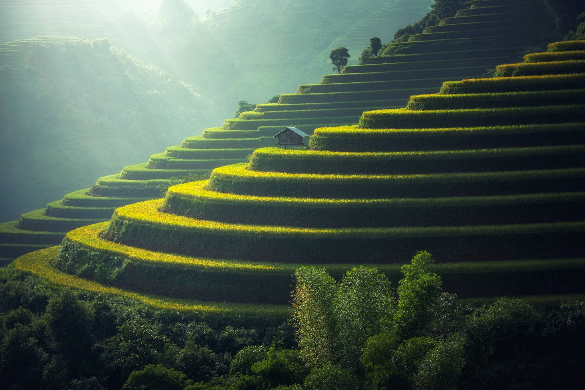 Vietnam 桌布 壁紙 — 陽光灑落在蜿蜒上山、霧氣繚繞的翠綠和金黃色梯田上，其間有一座孤獨的小屋隱藏在曲線之中。