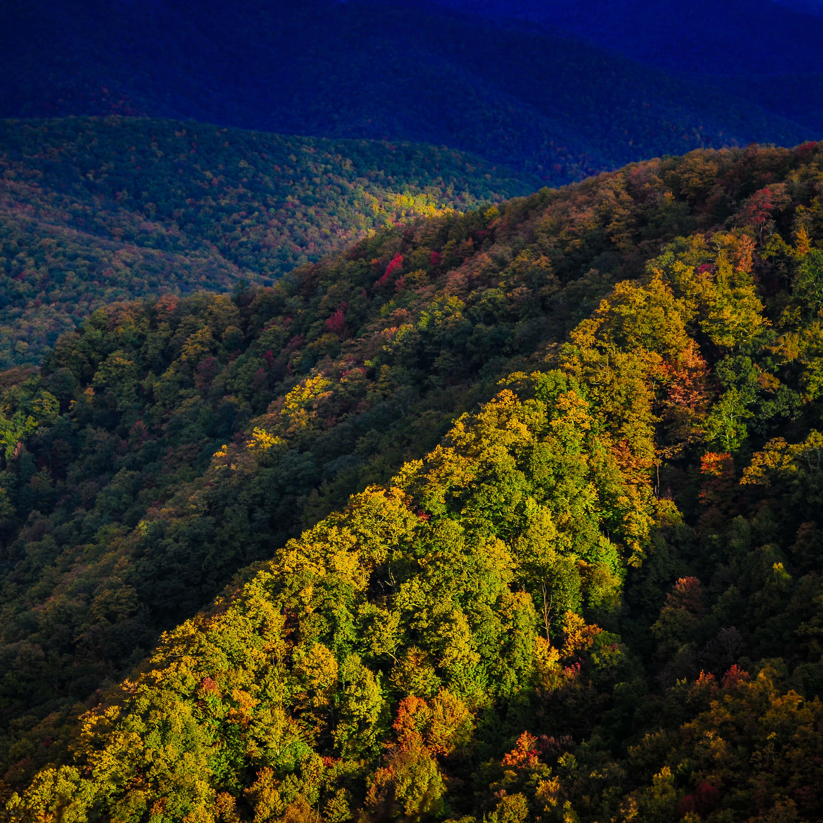Blue Ridge Parkway 桌布 壁紙 — 陽光灑落在起伏的森林山丘上，鮮豔的秋樹沐浴其中，遠處有深藍色的陰影。