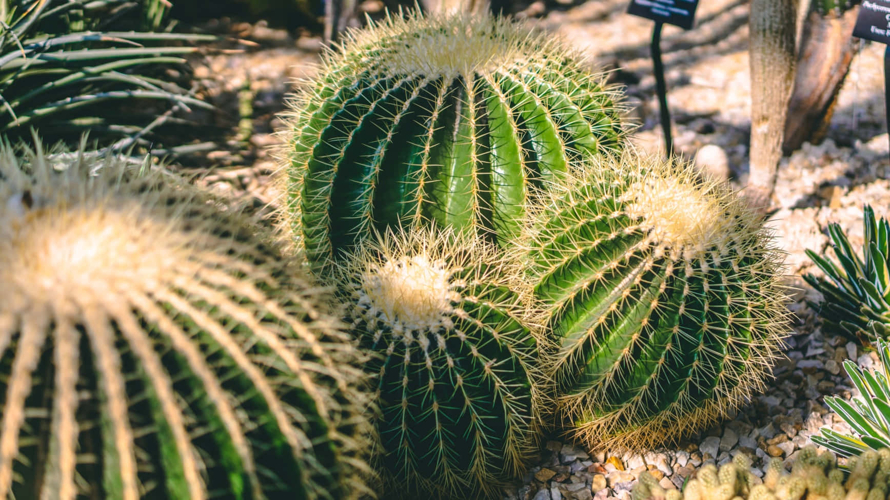 Cactus Plants 桌布 壁紙 — 陽光照射下，帶有尖刺的金色桶形仙人掌聚集在沙漠花園的礫石地面上。