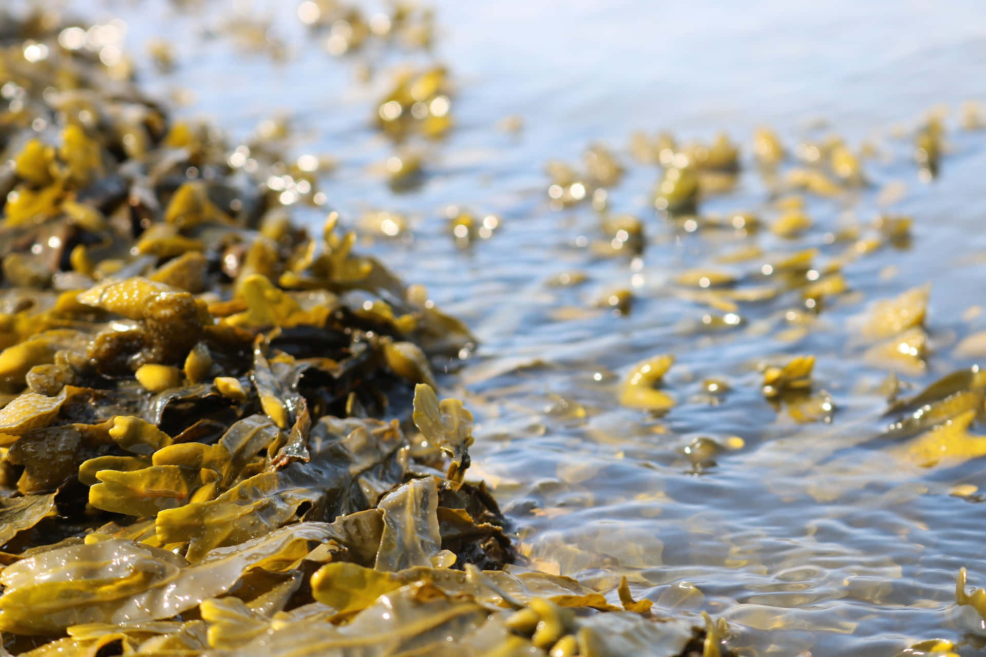 Sea Weed 桌布 壁紙 — 陽光照射下，水邊的黃綠色海藻團塊，帶有閃爍漣漪和淺景深。