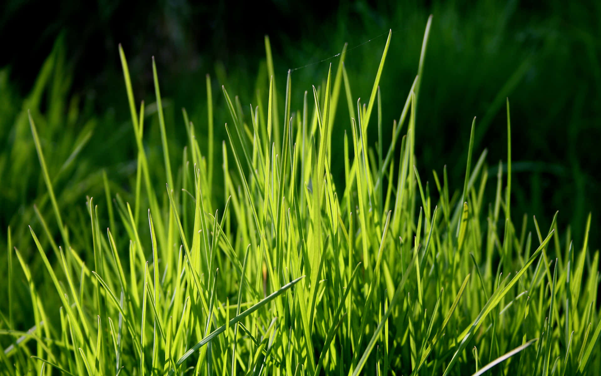 Grass 桌布 壁紙 — 陽光照射下，鮮綠的草葉在淺景深中閃爍著露珠。