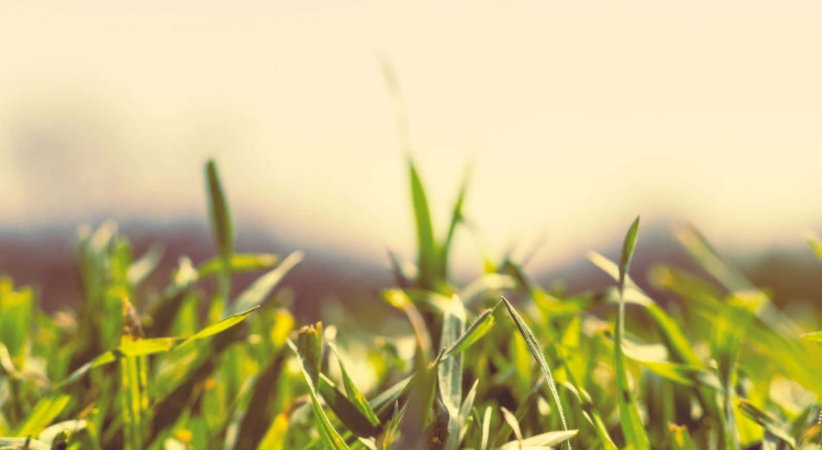 Spring Grass 桌布 壁紙 — 陽光照射下充滿活力的綠草葉片，在柔和焦點中輕輕搖曳，映襯著溫暖朦朧的天空。
