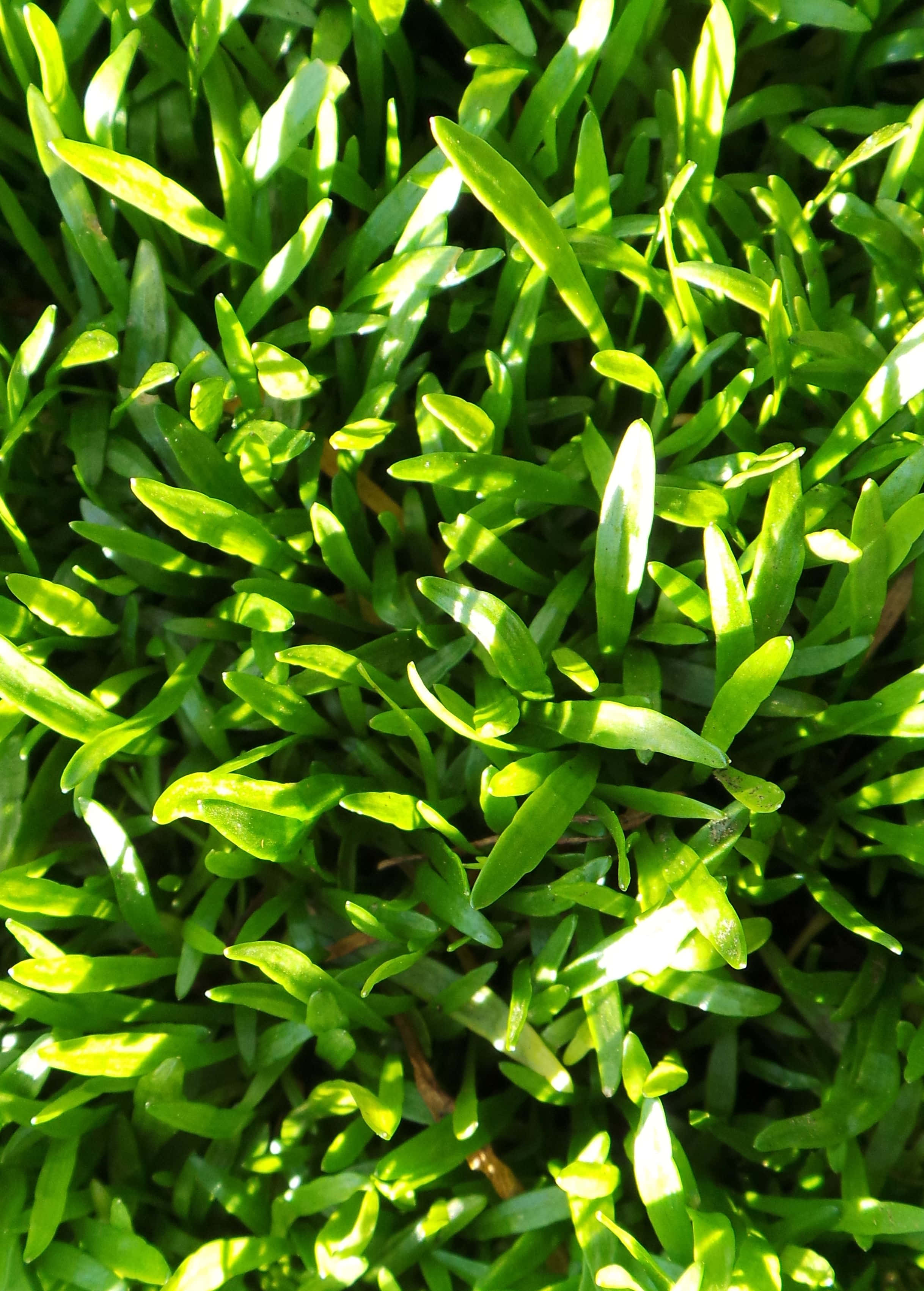 Grass 桌布 壁紙 — 陽光照射下充滿活力的綠草葉片，形成帶有明亮高光和深色陰影的紋理化自然圖案。