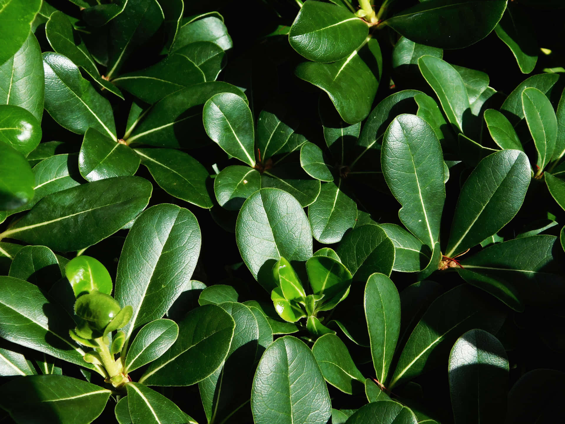 Plant Textures 壁紙 — 陽光照射下帶有清晰葉脈和深色陰影的光澤綠葉，營造出豐富紋理的植物特寫。