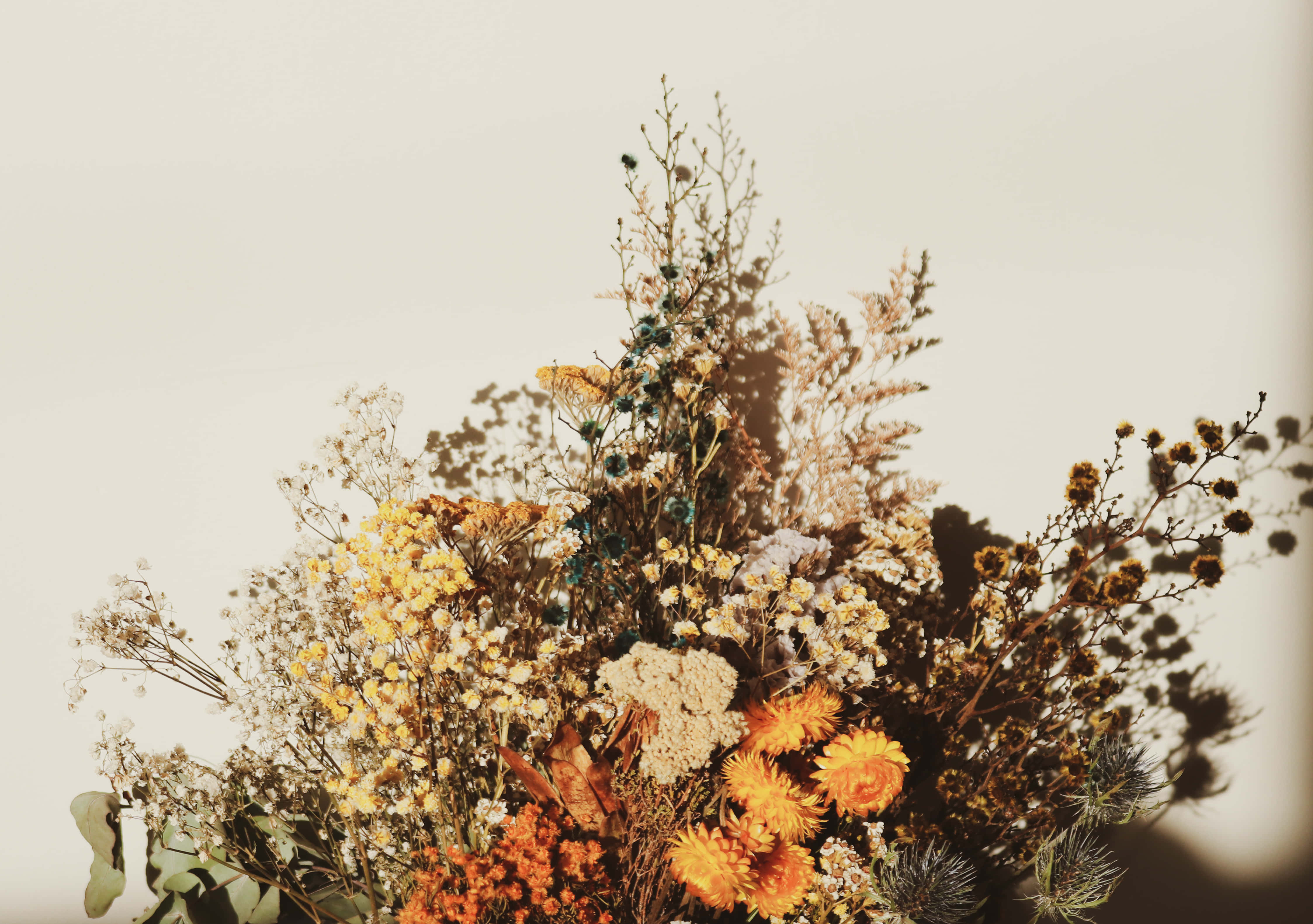 Dried Flowers 桌布 壁紙 — 陽光照射下的乾燥花與草藝擺設，在淺色背景上投下柔和陰影。