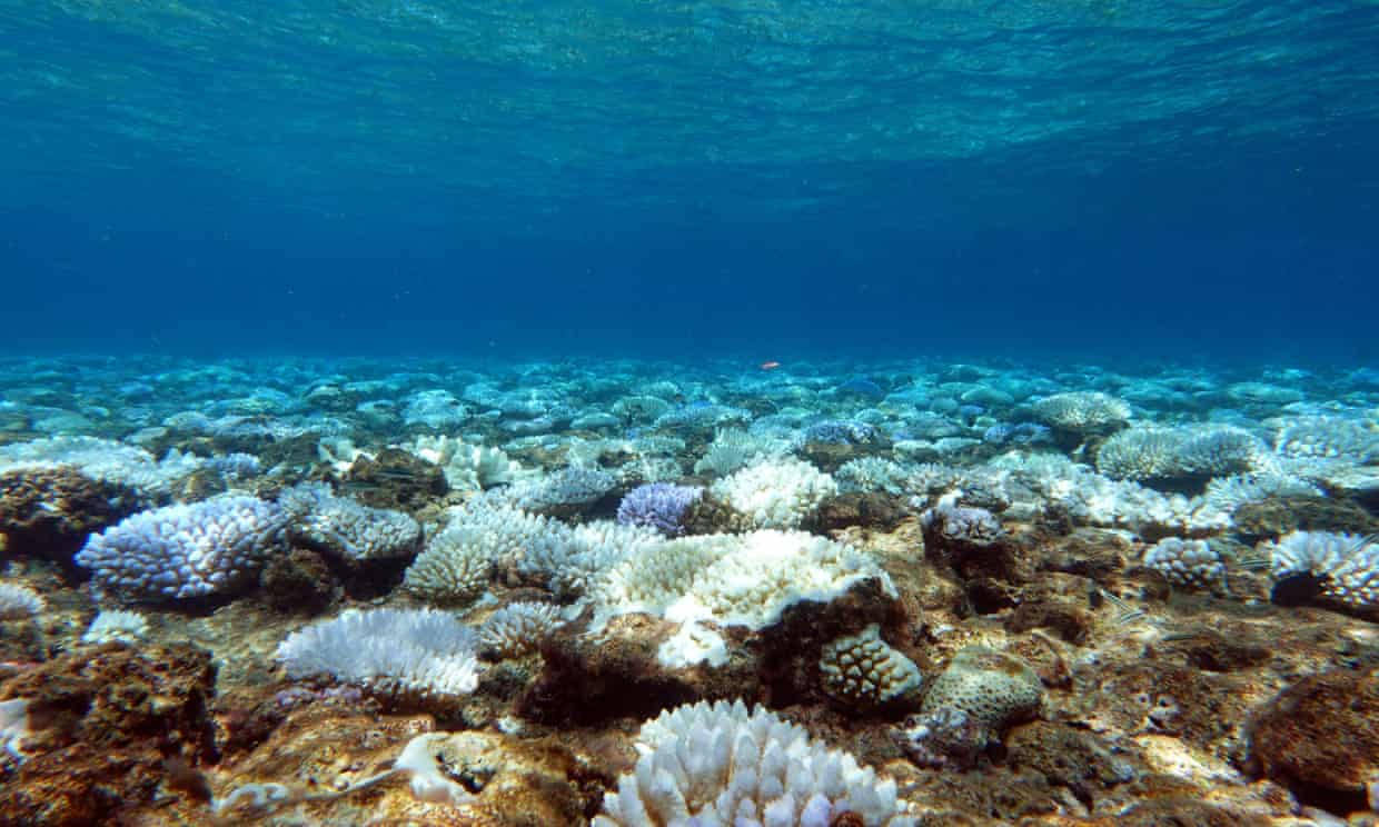 Sea 桌布 壁紙 — 陽光照射下的廣闊珊瑚礁水下景觀，漂白的白色和紫色珊瑚在沙質海底延伸。