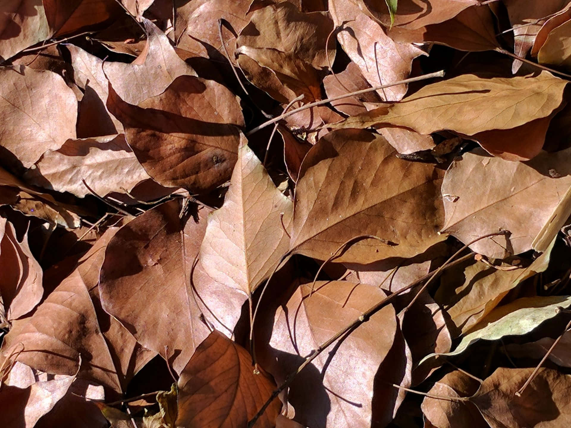Brown Leaves 桌布 壁紙 — 陽光照射下的棕色樹葉，呈現清晰的秋季細節，帶有紋理葉脈和散落的樹枝。