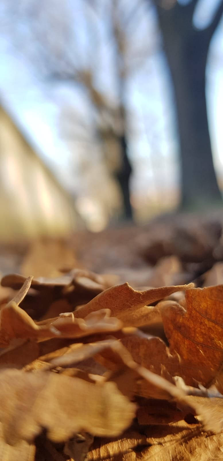 Fall 桌布 壁紙 — 陽光照射下的棕色秋葉特寫，背景有模糊的樹幹。