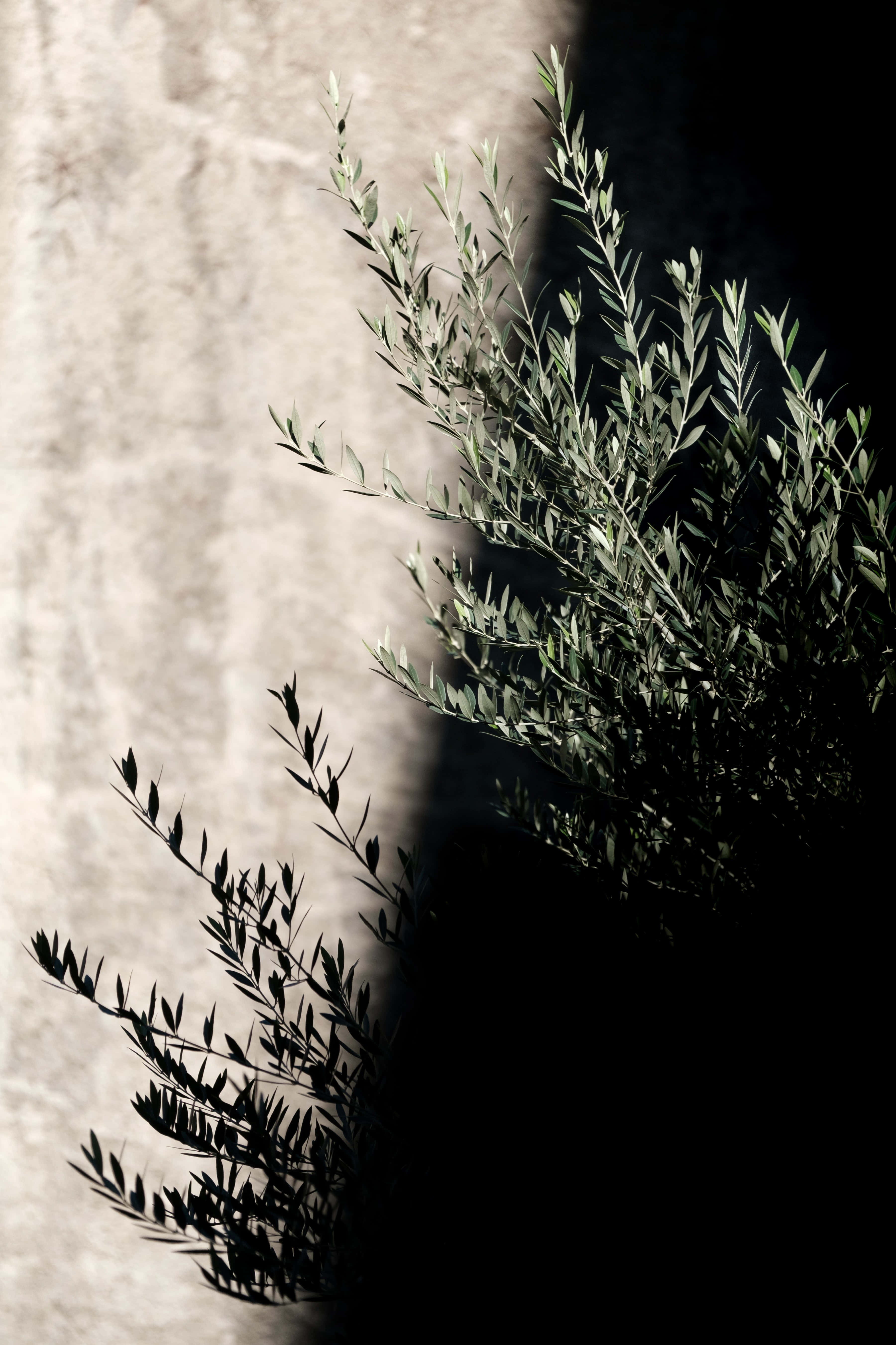 Olive Tree 桌布 壁紙 — 陽光照射下的橄欖枝，在高對比度的黑白畫面中，在紋理石牆上投下清晰的陰影。