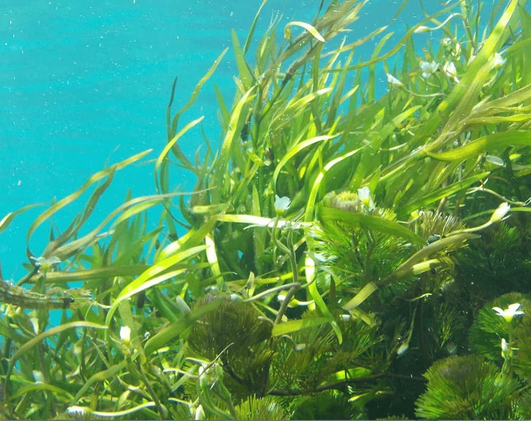 Sea Weed 桌布 壁紙 — 陽光照射下的水草在清澈的碧綠水中輕輕搖曳，散落著白色的花朵。
